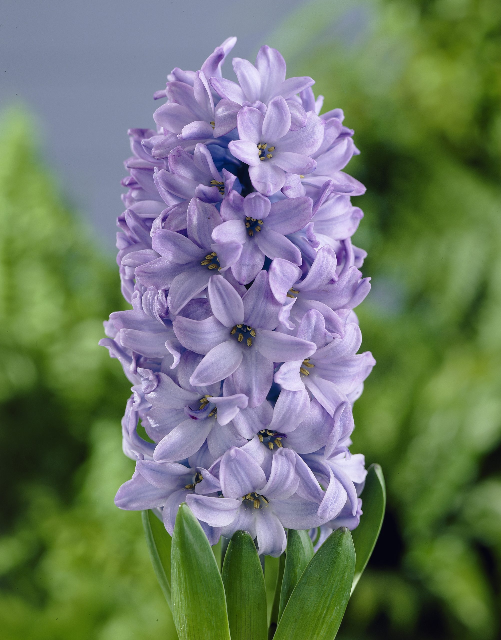 6213_hyacinthus_orientalis_deft_blue_ZK_001.jpeg