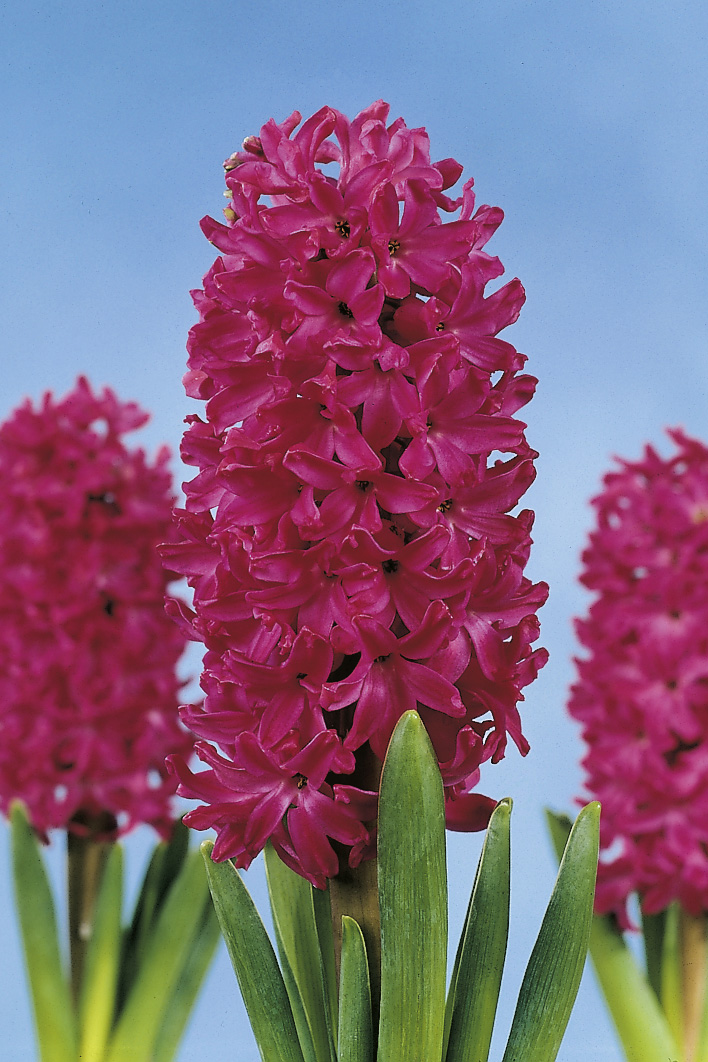 6216_hyacinthus_orientalis_jan_bos_ZK_001.jpeg