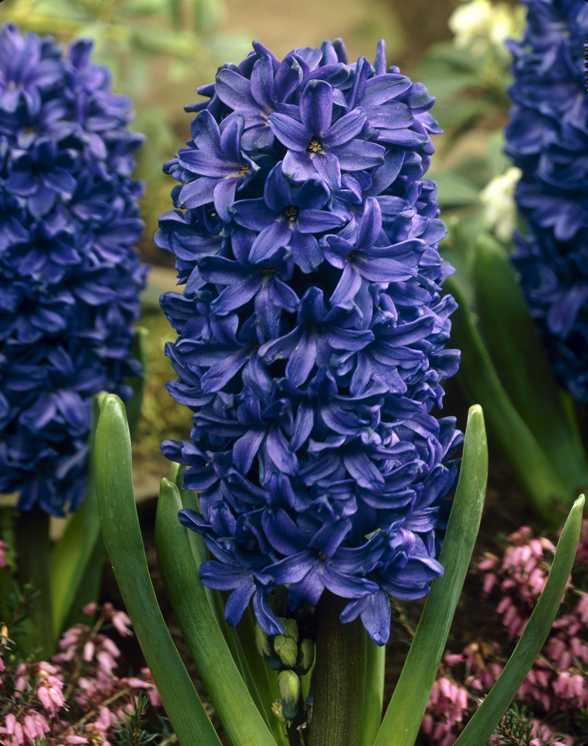 6219_hyacinthus_orientalis_peter_stuyvesant_ZK_001.jpeg