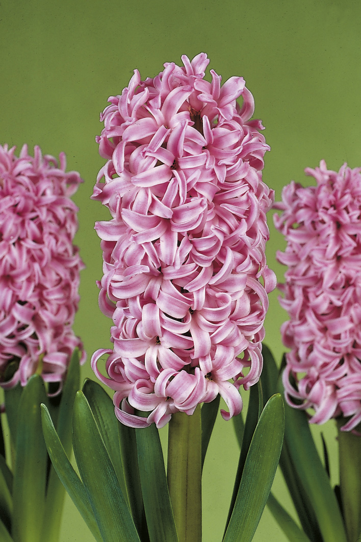 6220_hyacinthus_orientalis_pink_pearl_ZK_001.jpeg