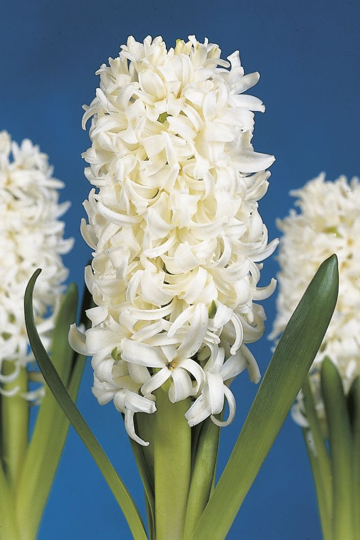 6223_hyacinthus_orientalis_white_pearl_ZK_001.jpeg