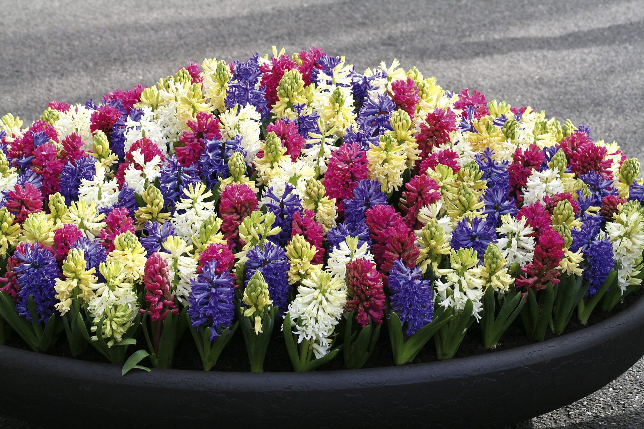 6225_hyacinthus_orientalis_ZK_001.jpeg