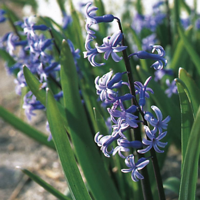 6226_hyacinthus_orientalis_ssp_orientalis_ZK_001.jpeg