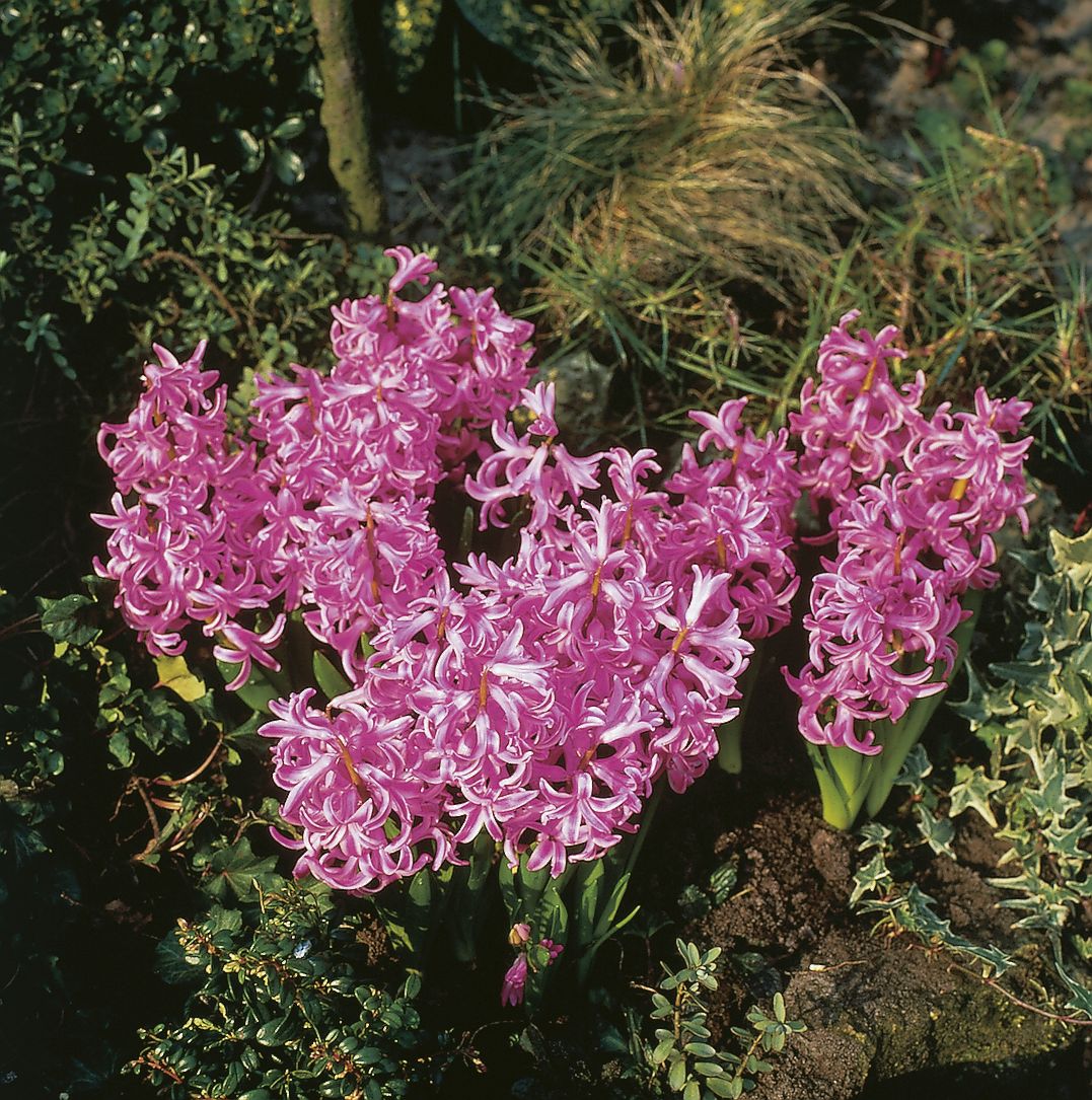 6228_hyacinthus_cultorum_ZK_001.jpeg