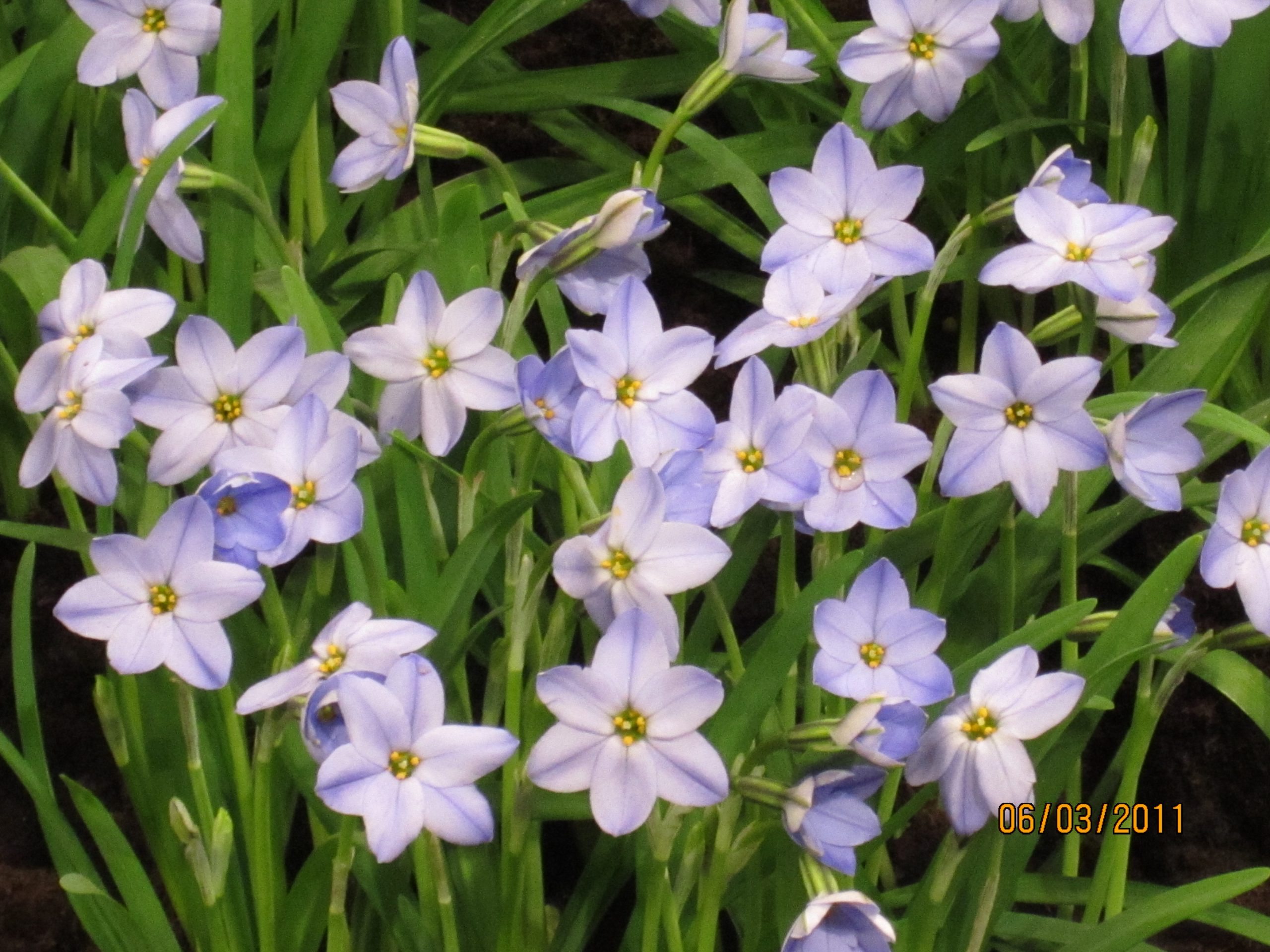 6231_ipheion_uniflorum_rolf_fiedler_ZK_001.jpeg