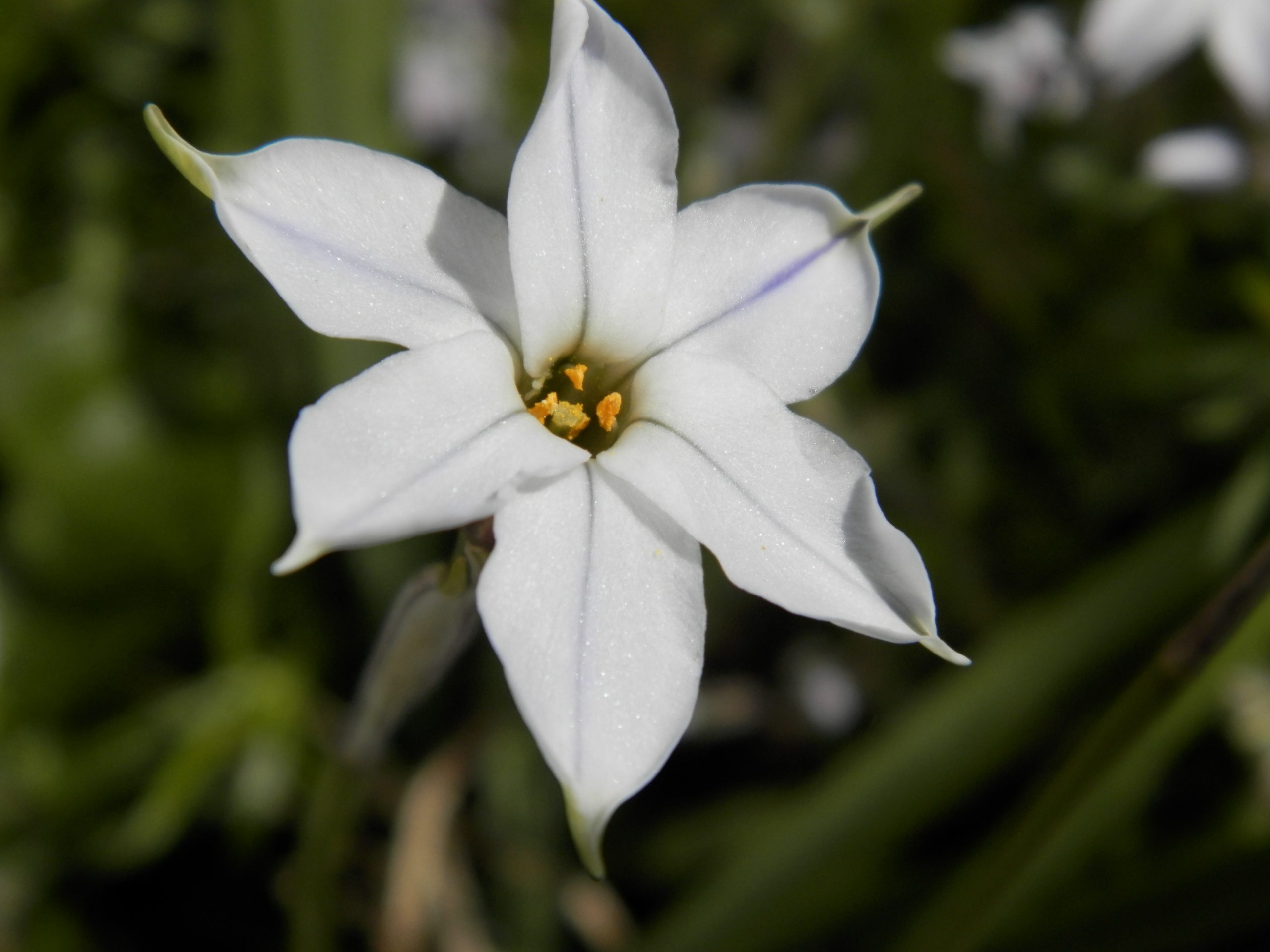 6232_ipheion_uniflorum_rolf_fiedler_XS_002.jpeg