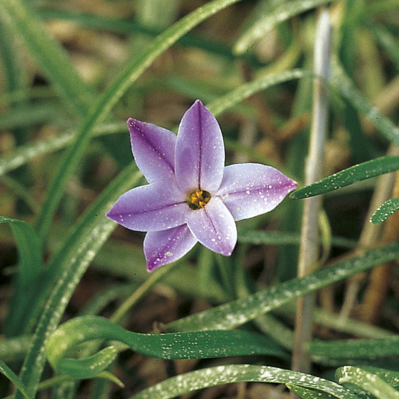 6233_ipheion_uniflorum_wisley_blue_ZK_001.jpeg