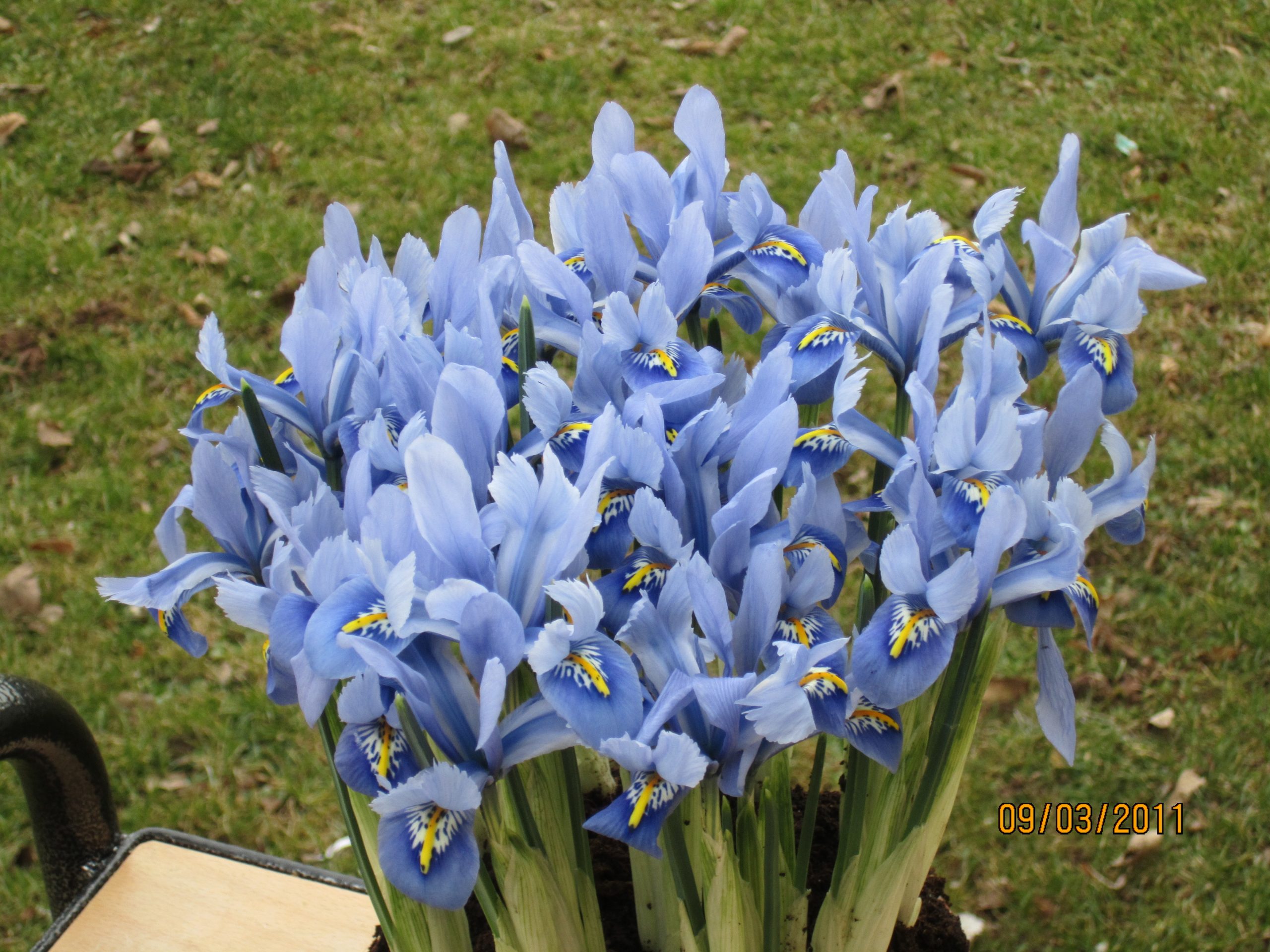 6234_iris_reticulata_alida_ZK_001.jpeg