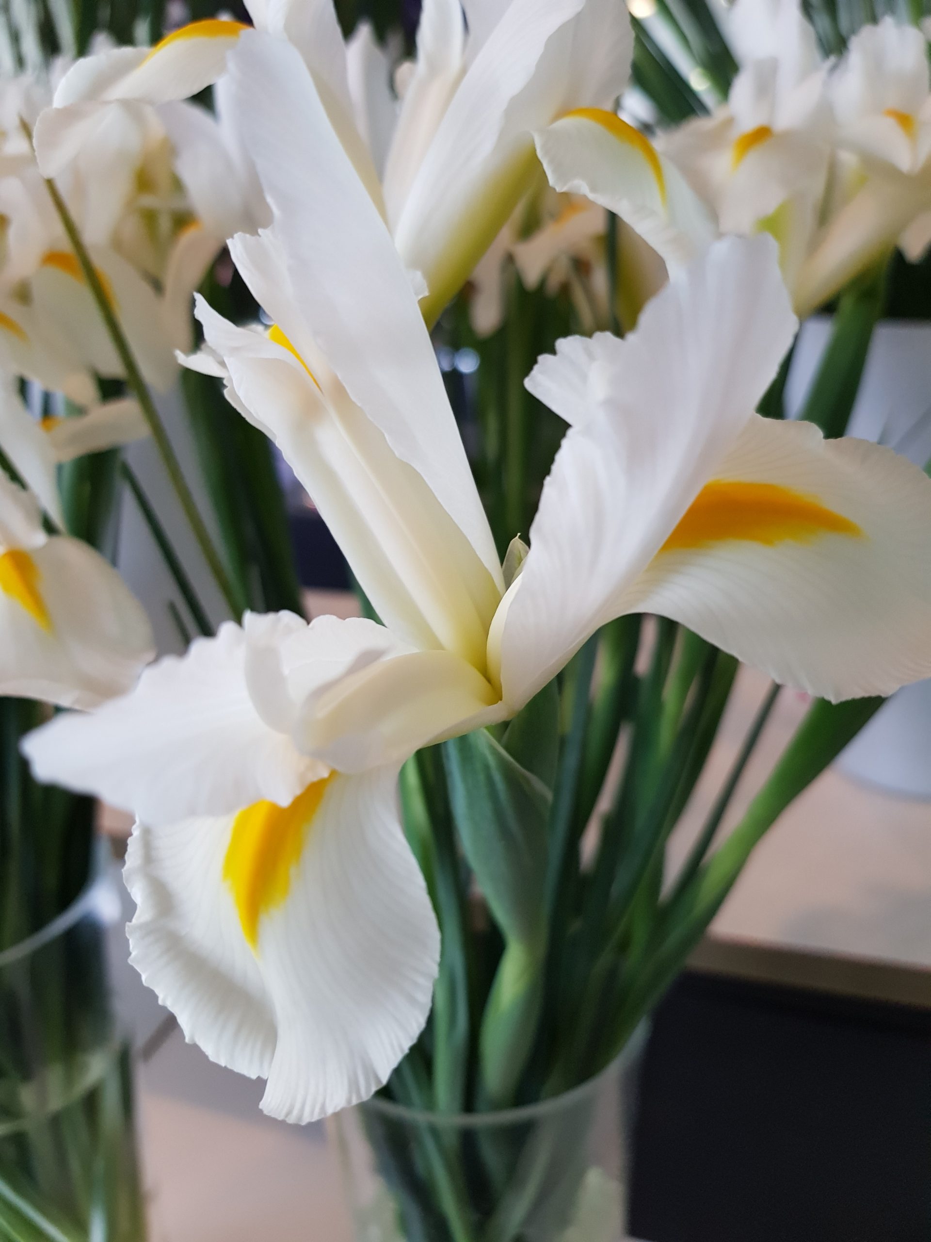 6248_iris_hollandica_white_excelsior_ZK_001.jpeg
