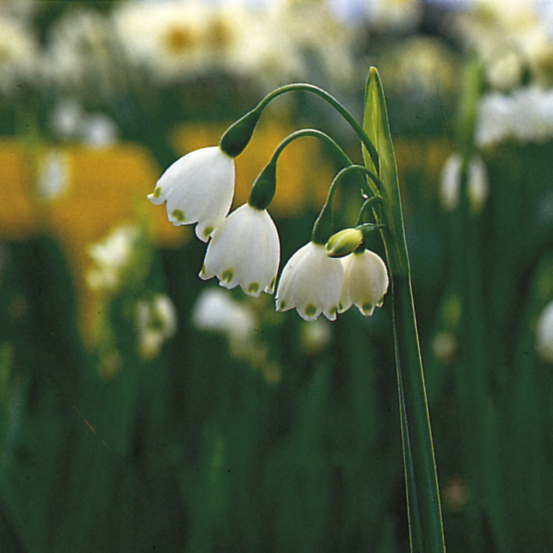6250_leucojum_aestivum_gravetye_giant_ZK_001.jpeg