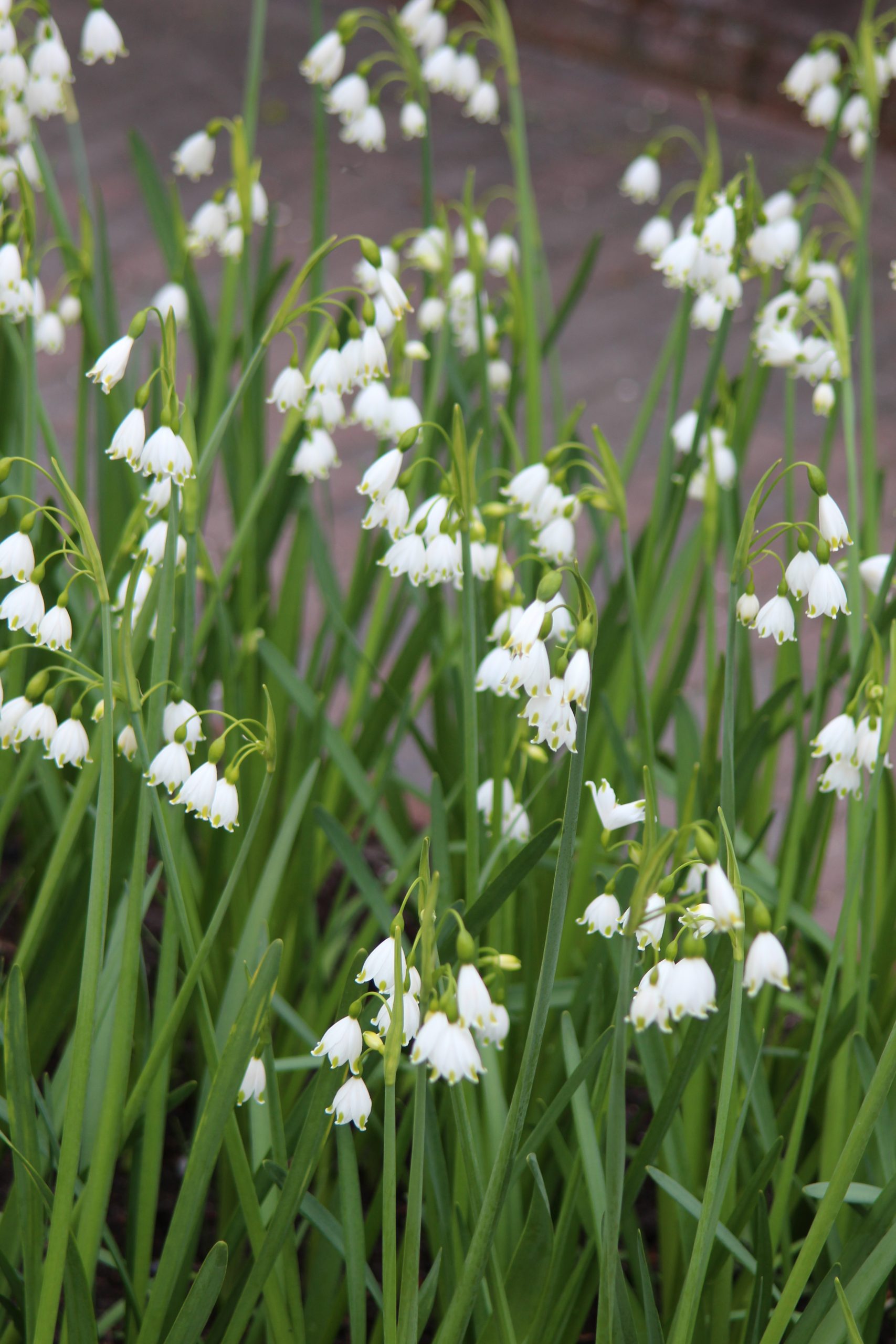 6252_leucojum_aestivum_ZK_001.jpeg