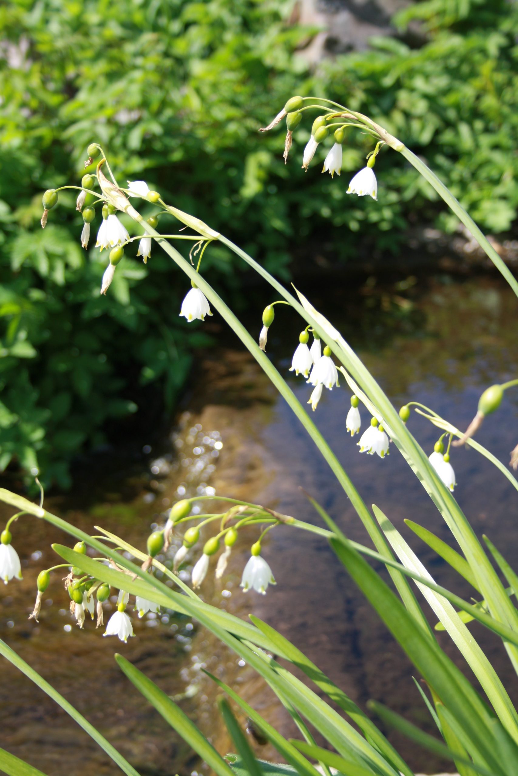 6253_leucojum_aestivum_SS_002.jpeg