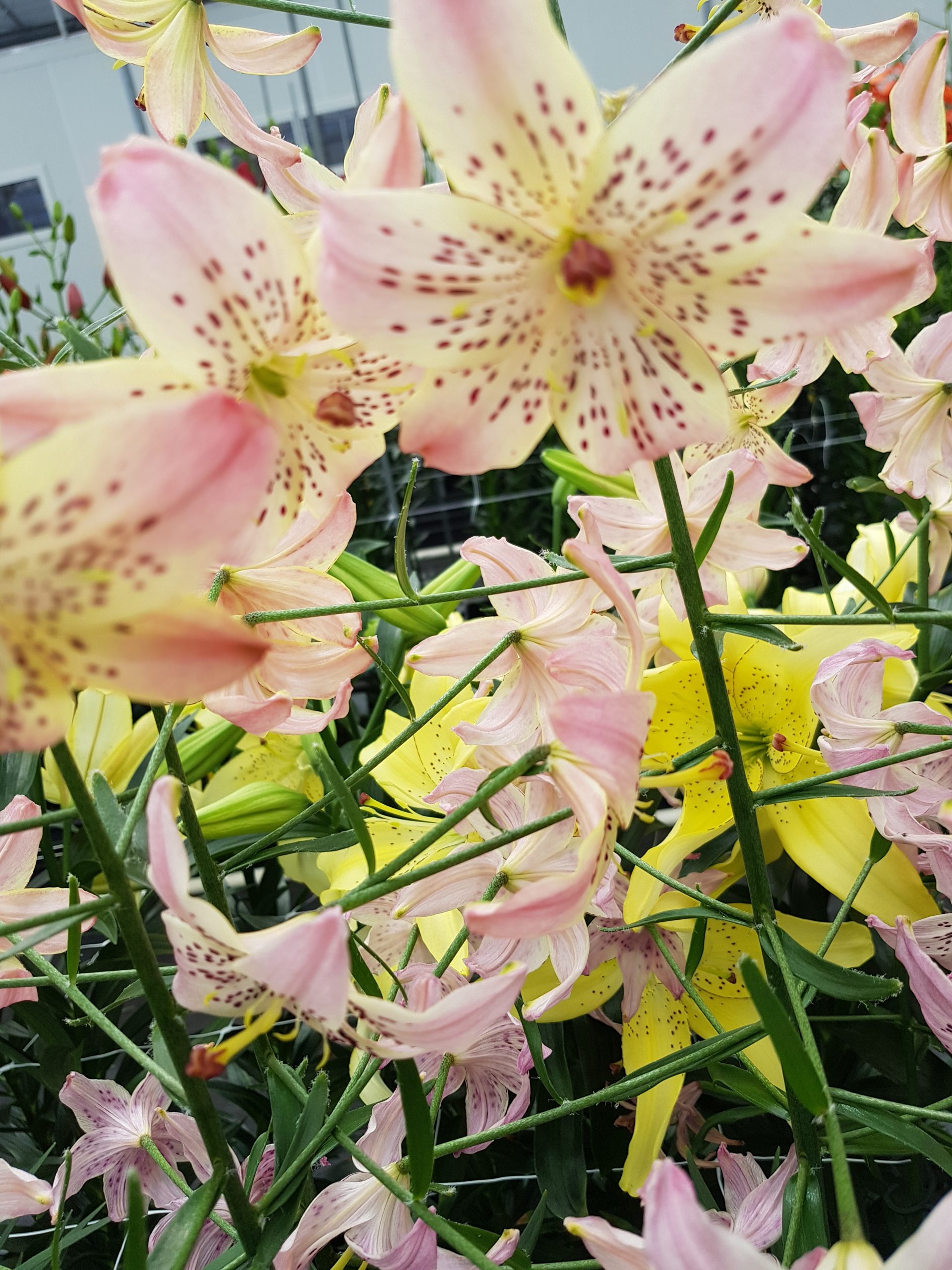 6272_lilium_cultorum_corsage_ZK_001.jpeg