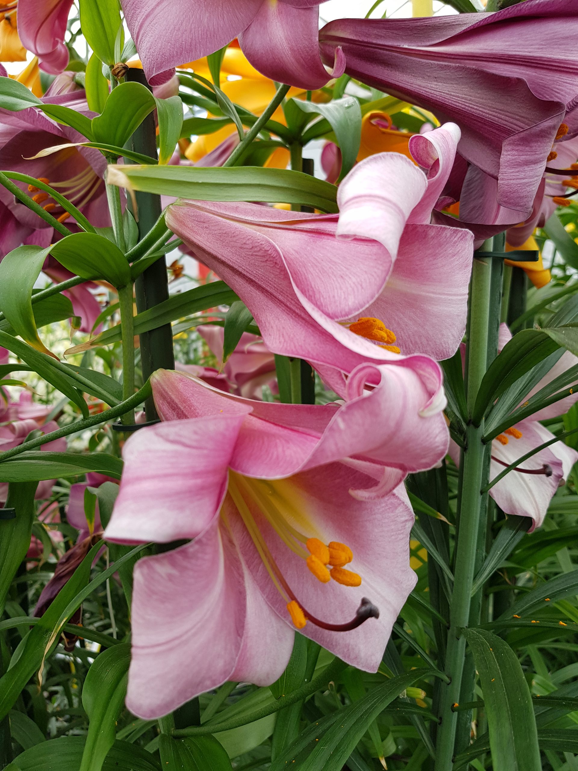 6303_lilium_cultorum_pink_perfection_ZK_001.jpeg