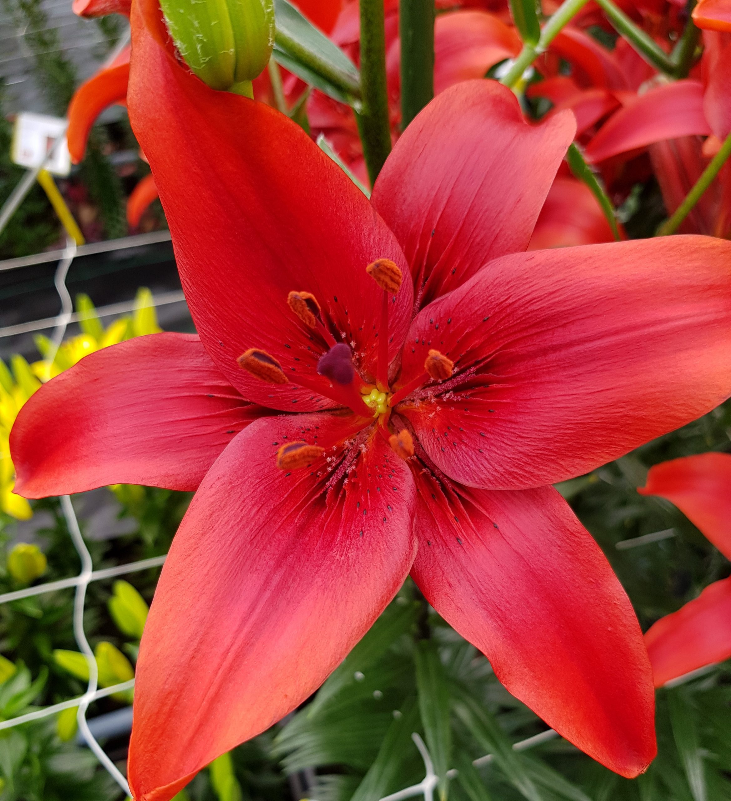 6304_lilium_cultorum_red_county_ZK_001.jpeg