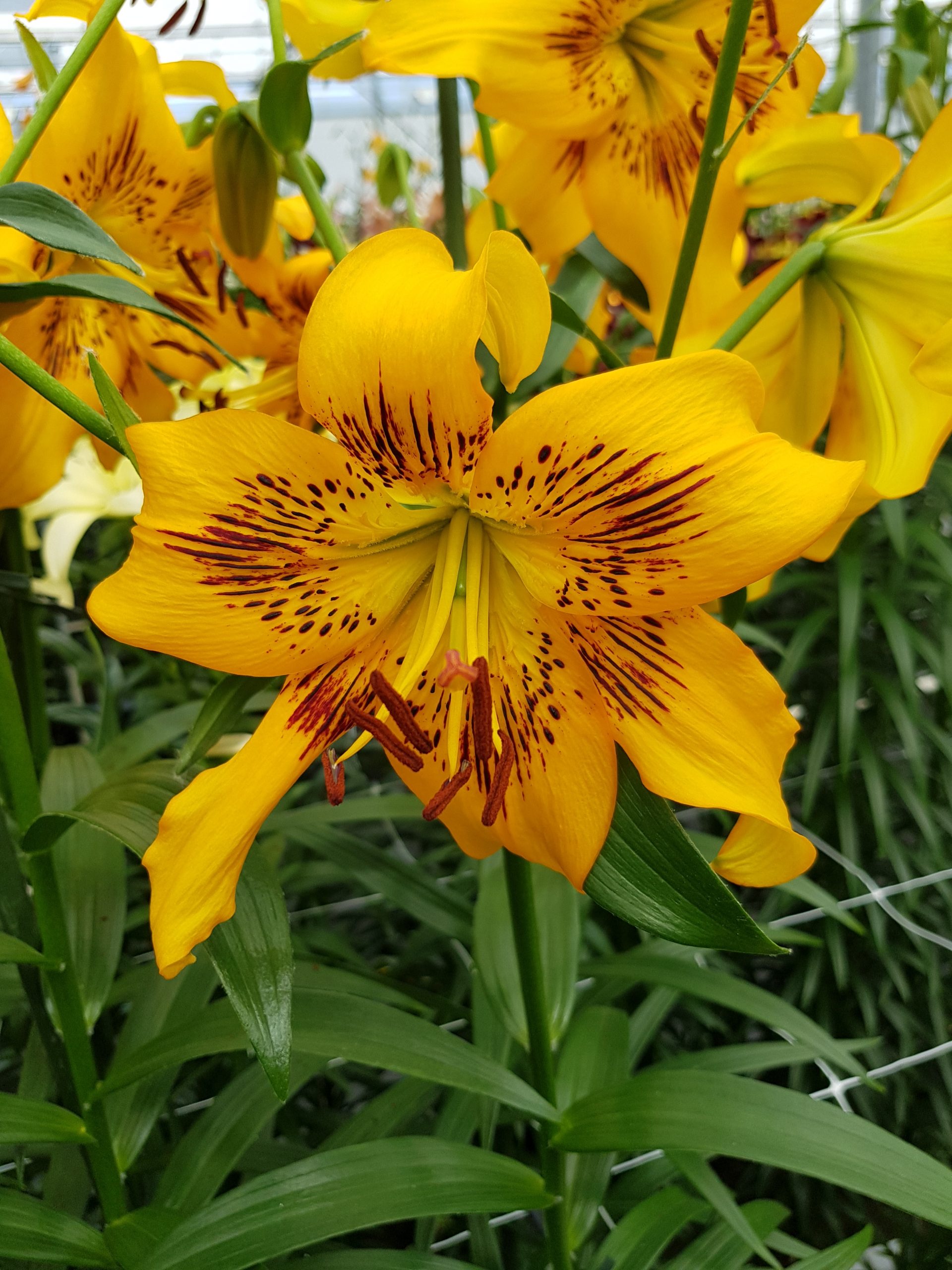 6316_lilium_cultorum_yellow_bruse_ZK_001.jpeg