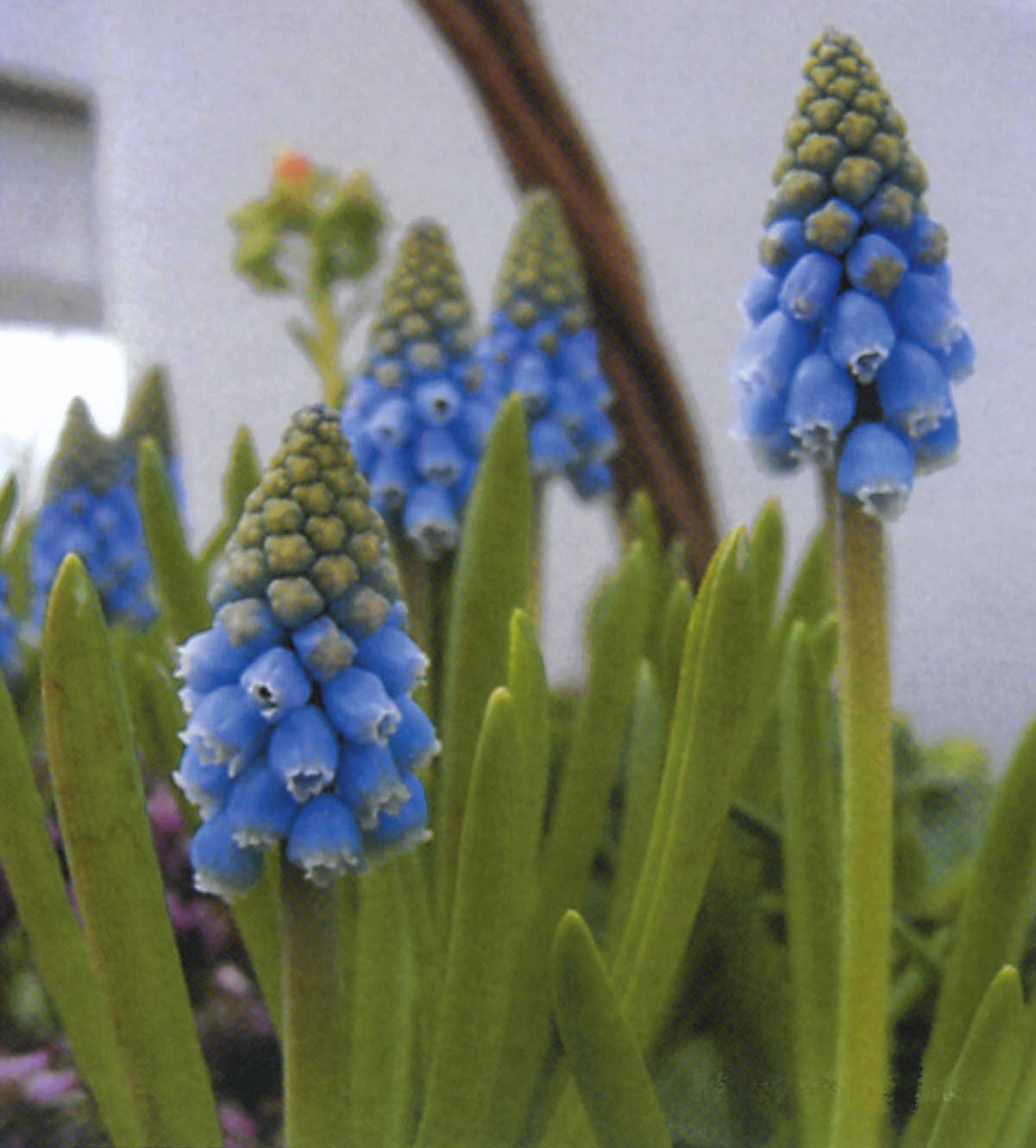 6319_muscari_armeniacum_atlantic_ZK_001.jpeg