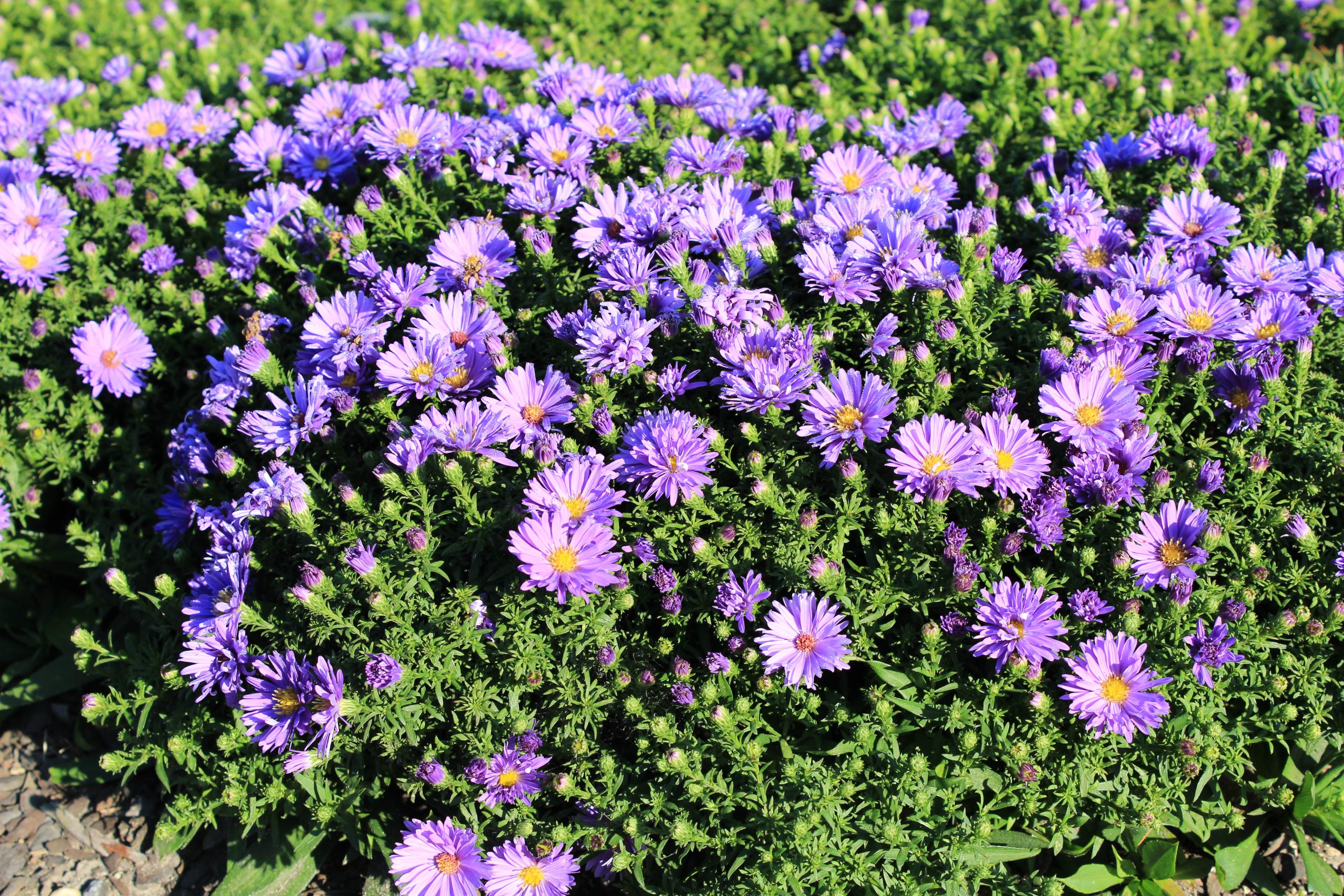631_aster_dumosus_augenweide_SS_002.jpeg