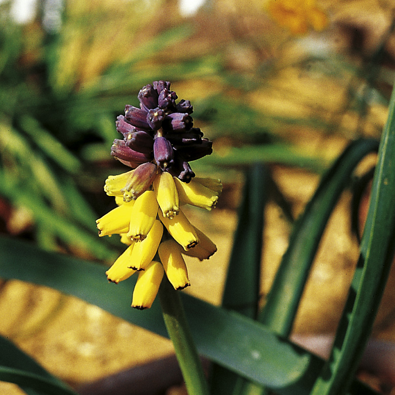 6325_muscari_macrocarpum_golden_fragance_ZK_001.jpeg