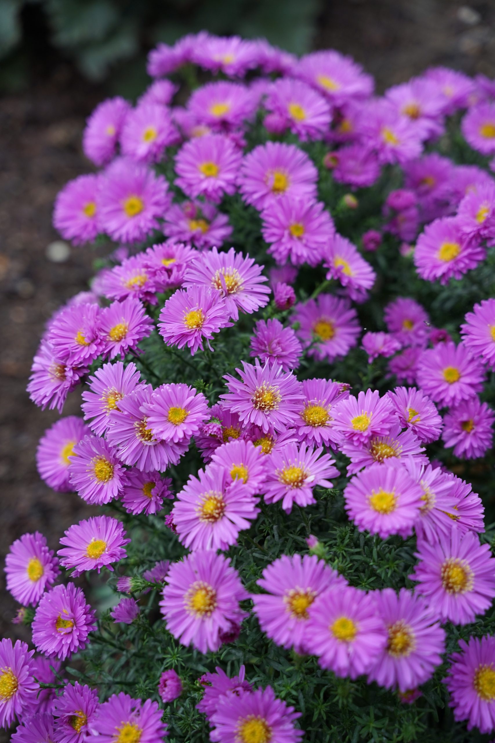 632_aster_dumosus_augenweide_SS_003.jpeg