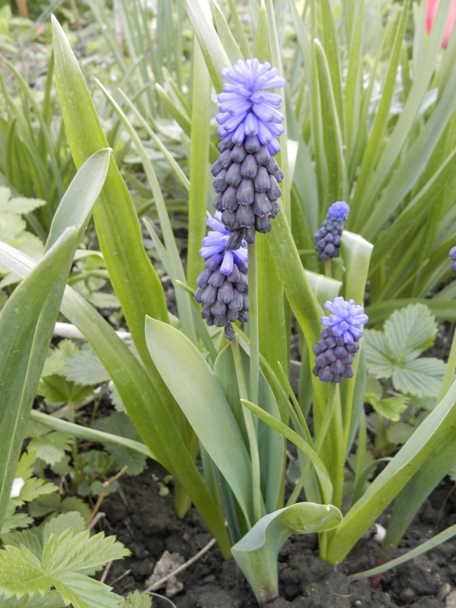 6335_muscari_latifolium_XS_001.jpeg
