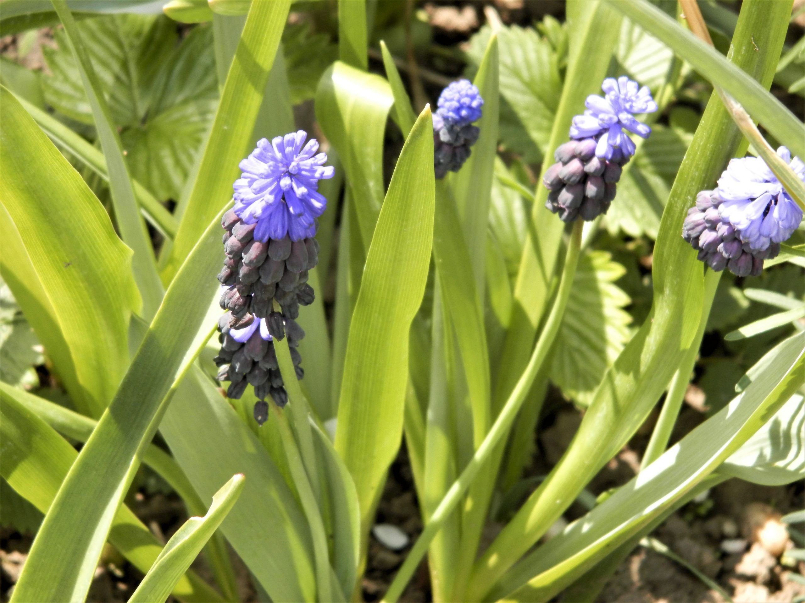 6336_muscari_latifolium_XS_002.jpeg
