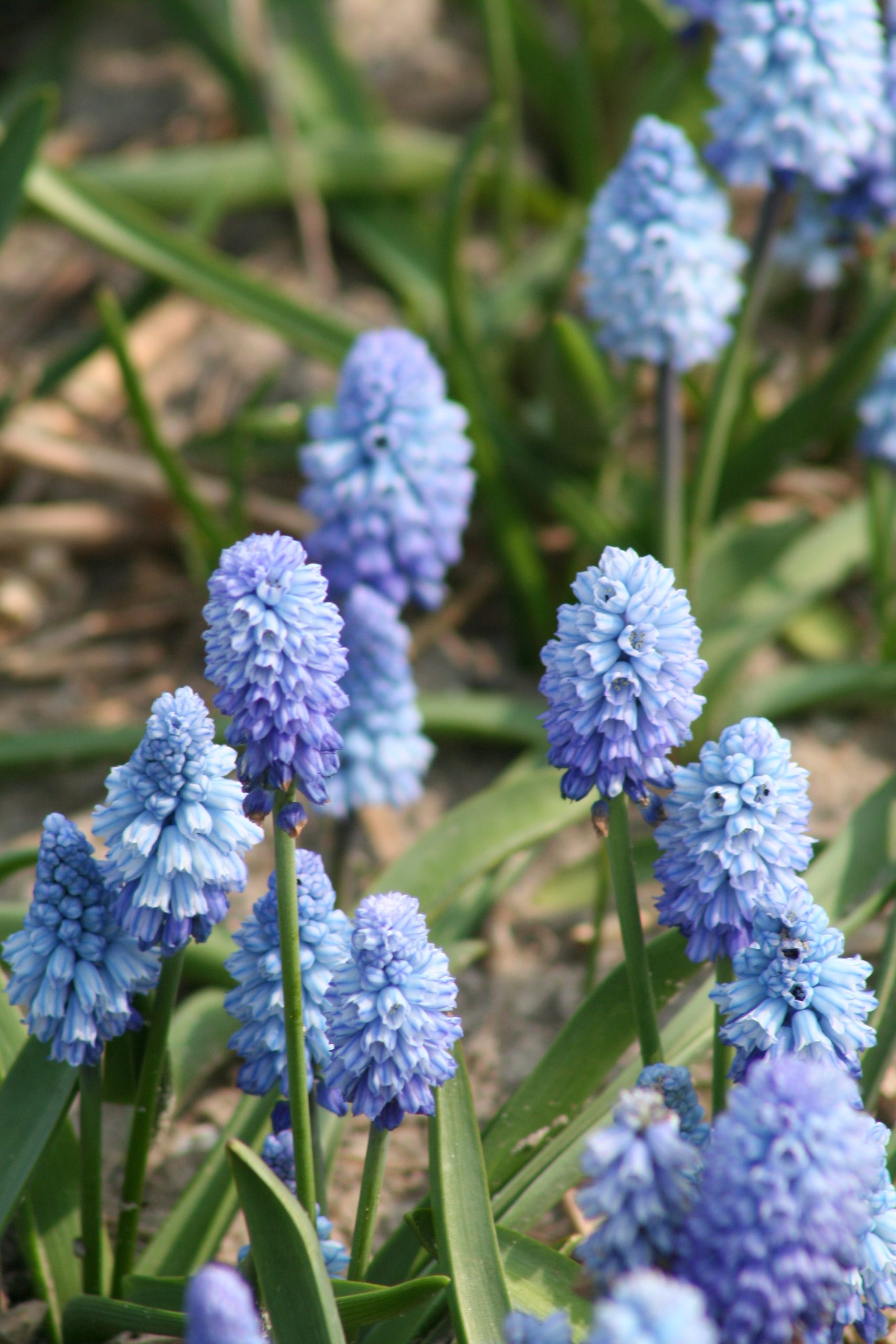 6337_muscari_azureum_ZK_001.jpeg