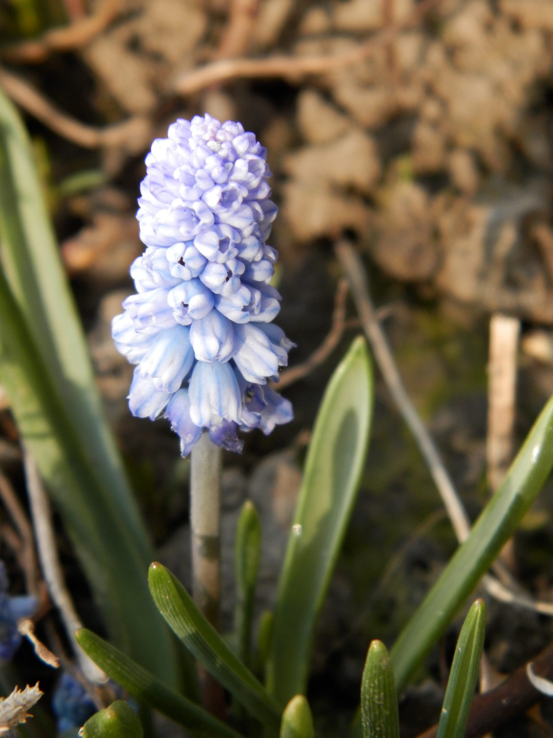 6338_muscari_azureum_XS_002.jpeg
