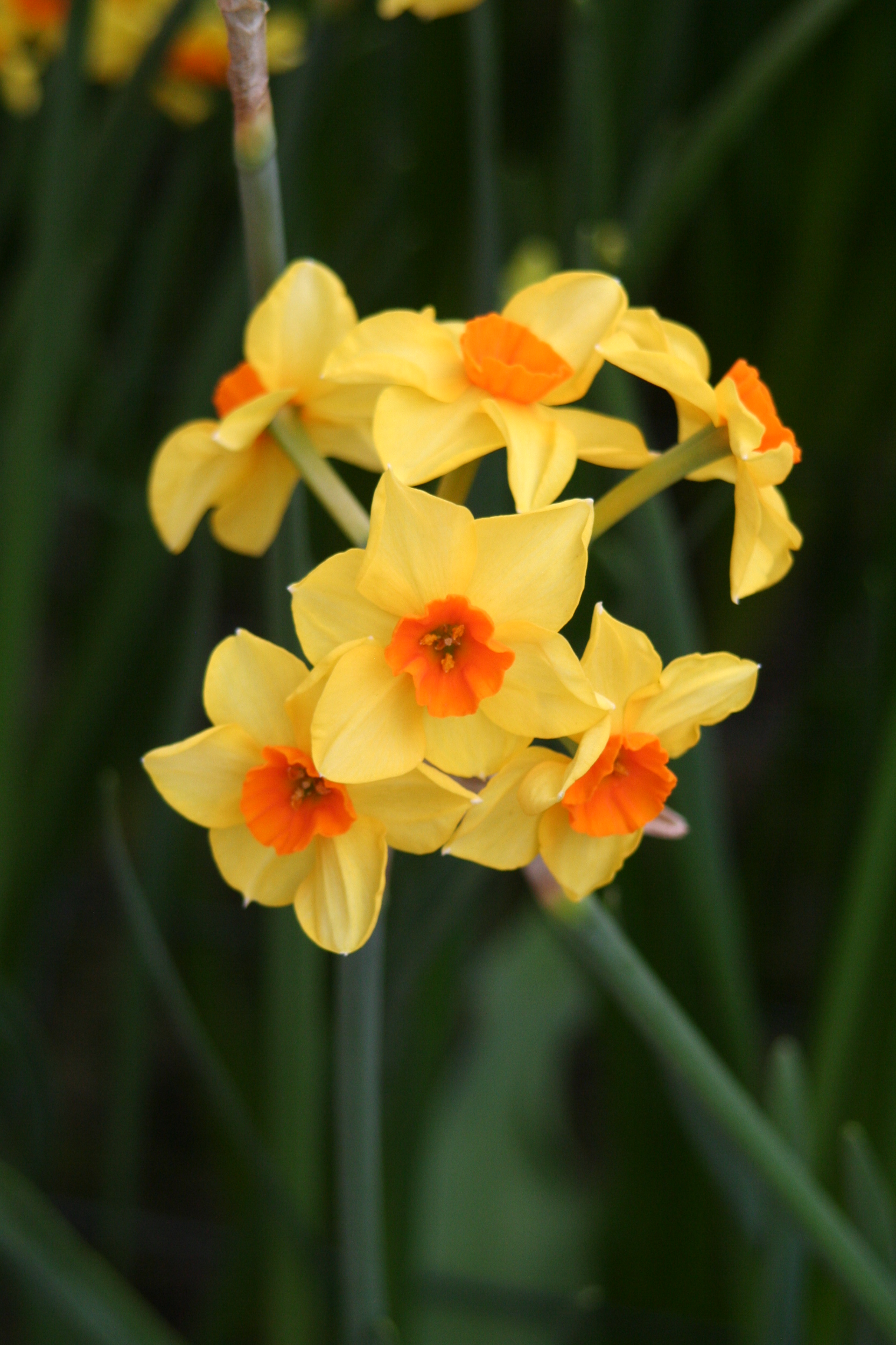 6366_narcissus_cultorum_martinette_ZK_001-1.jpeg