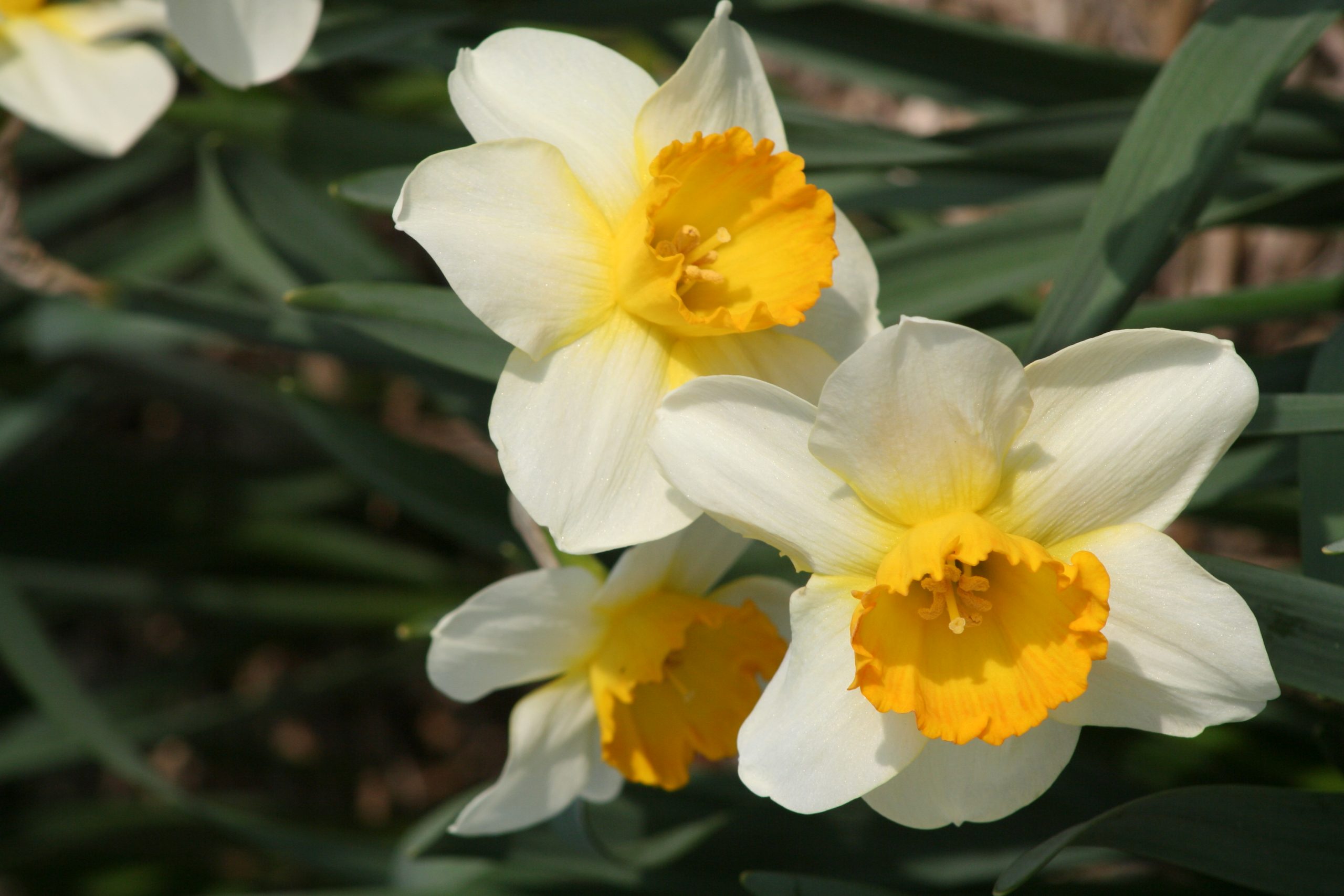 6385_narcissus_cultorum_sempre_avanti_ZK_001.jpeg