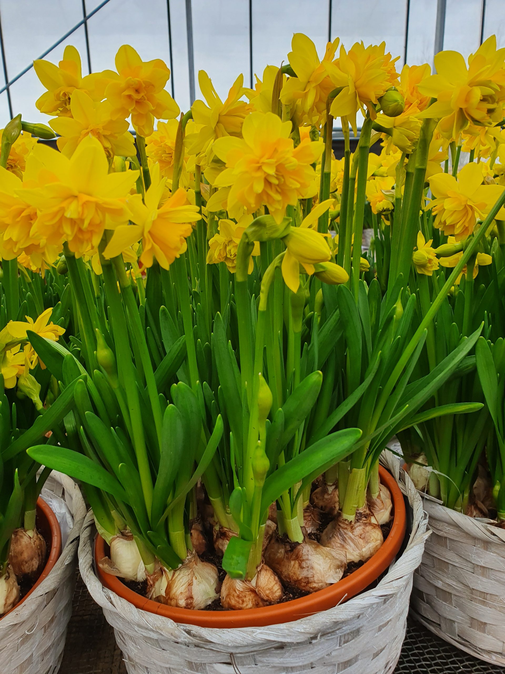 6393_narcissus_cyclamineus_tete_boucle_ZK_001.jpeg