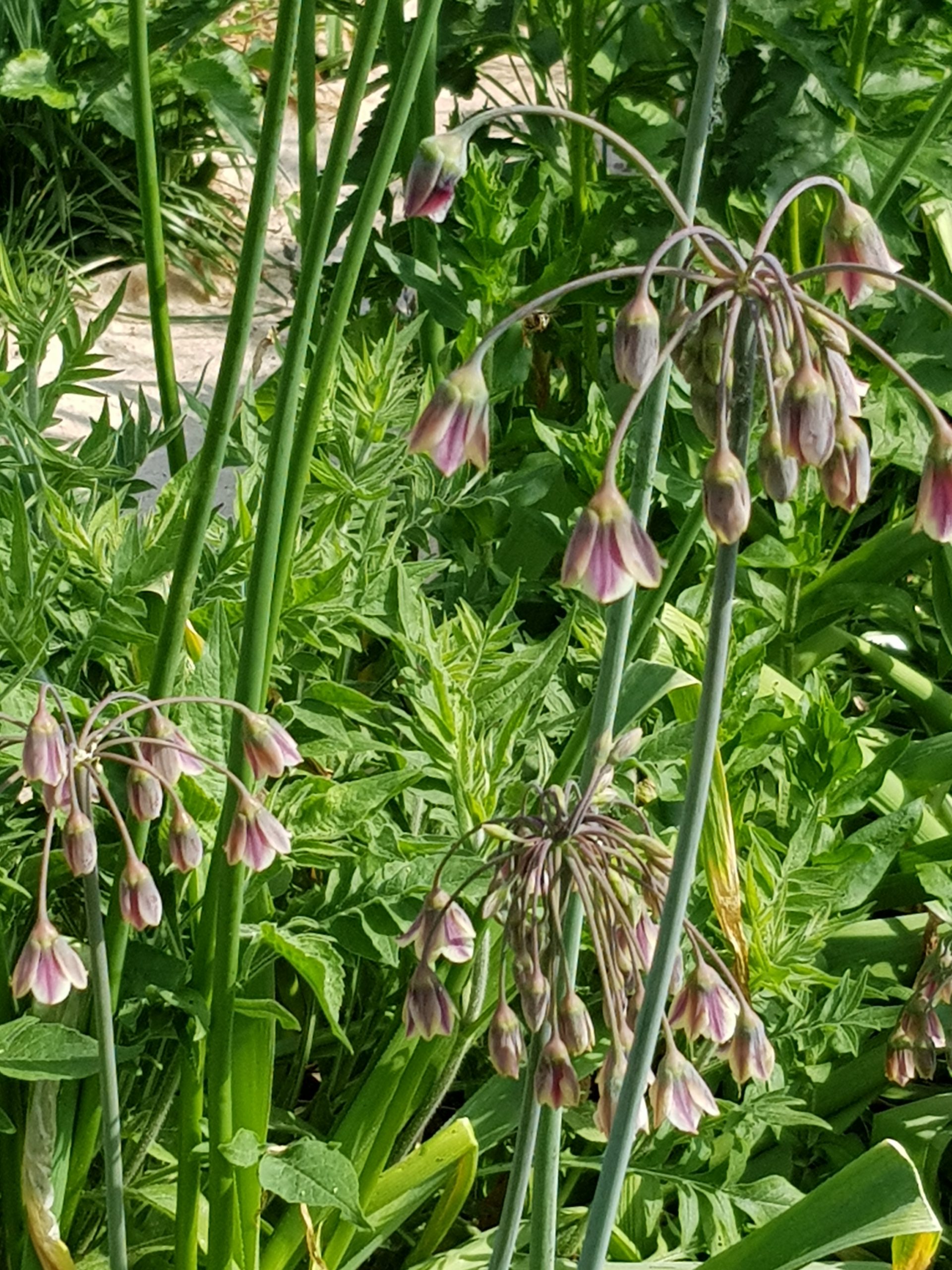 6407_nectaroscordum_siculum_ZK_001.jpeg