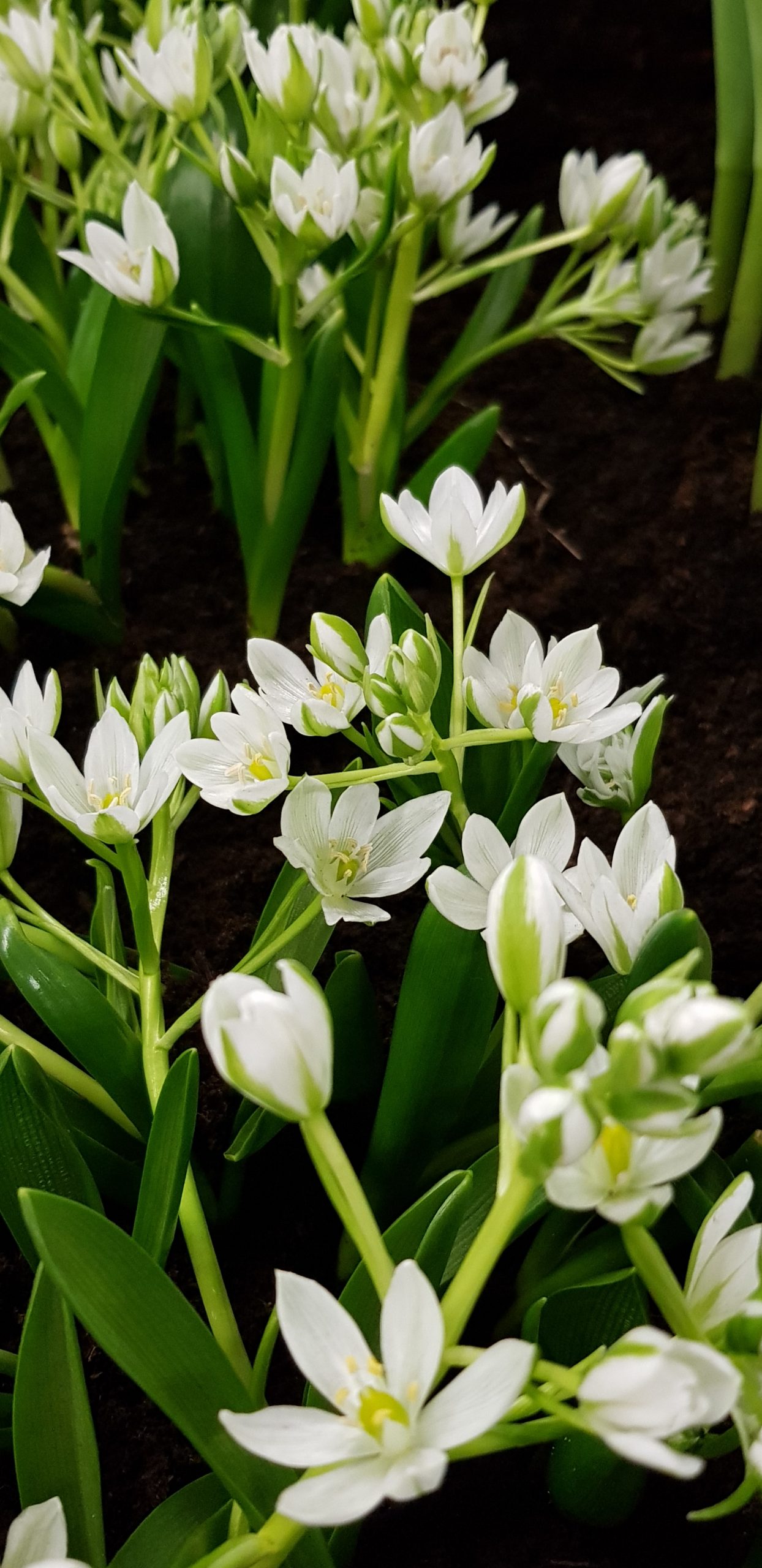 6413_ornithogalum_balansae_ZK_001.jpeg