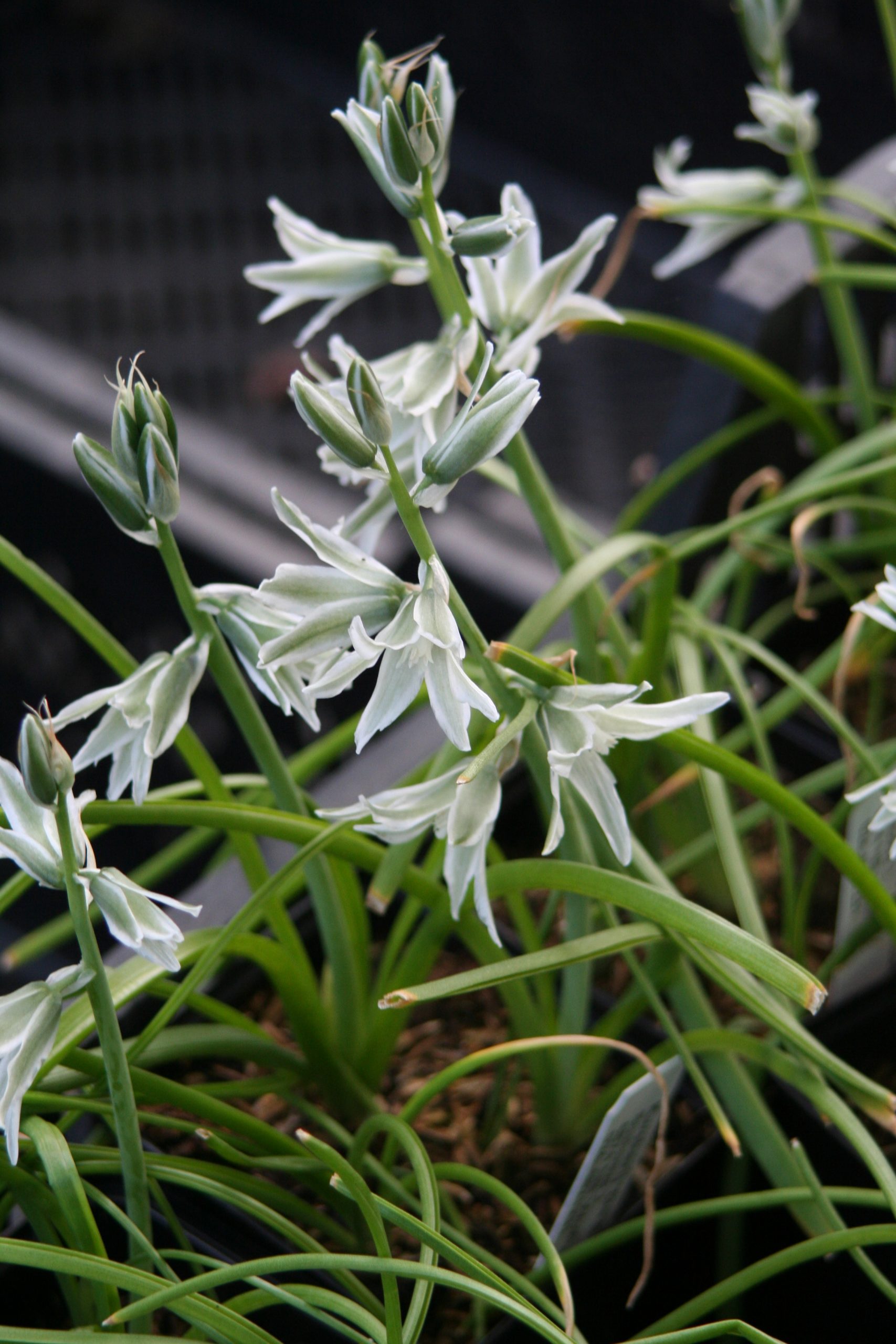6414_ornithogalum_nutans_ZK_001.jpeg