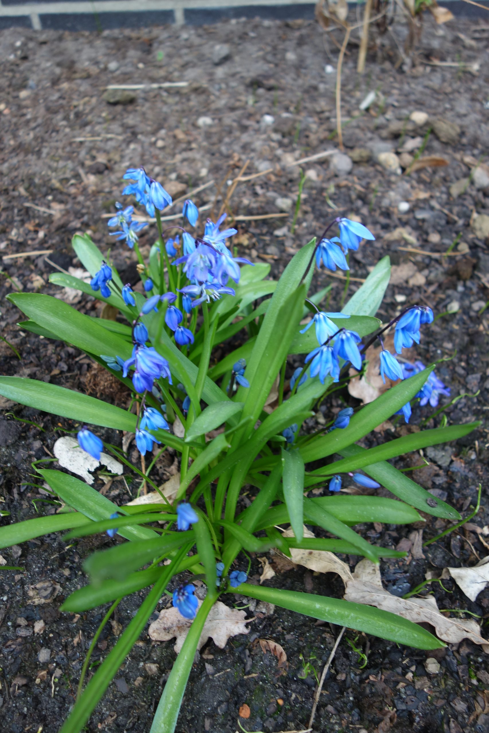 6427_scilla_siberica_SS_002-1.jpg