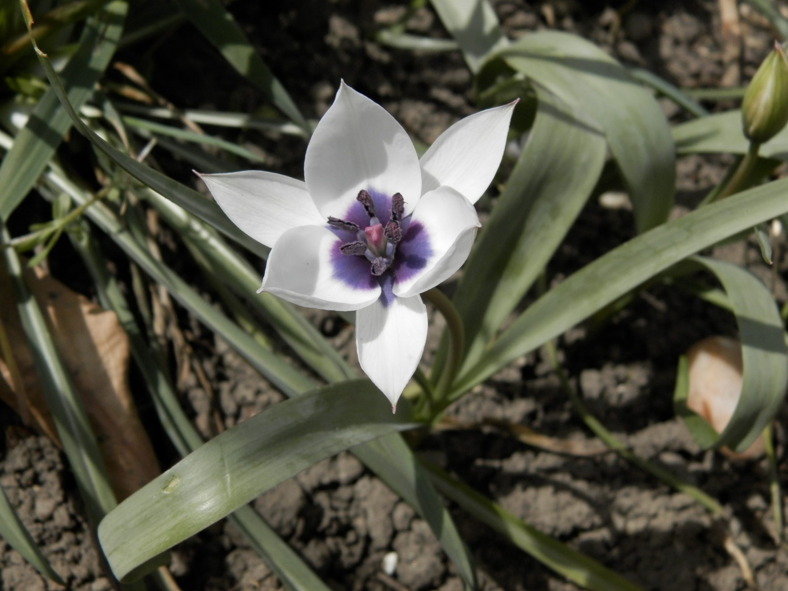 6441_tulipa_humilis_alba_XS_002.jpeg