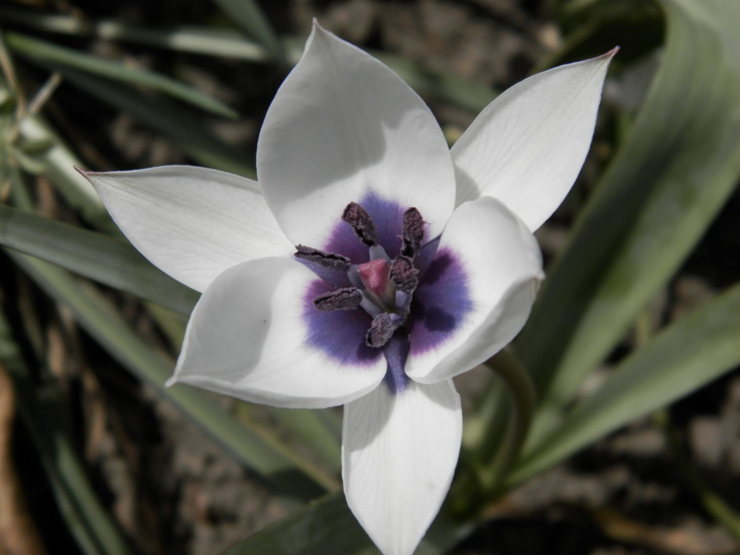 6442_tulipa_humilis_alba_XS_003.jpeg