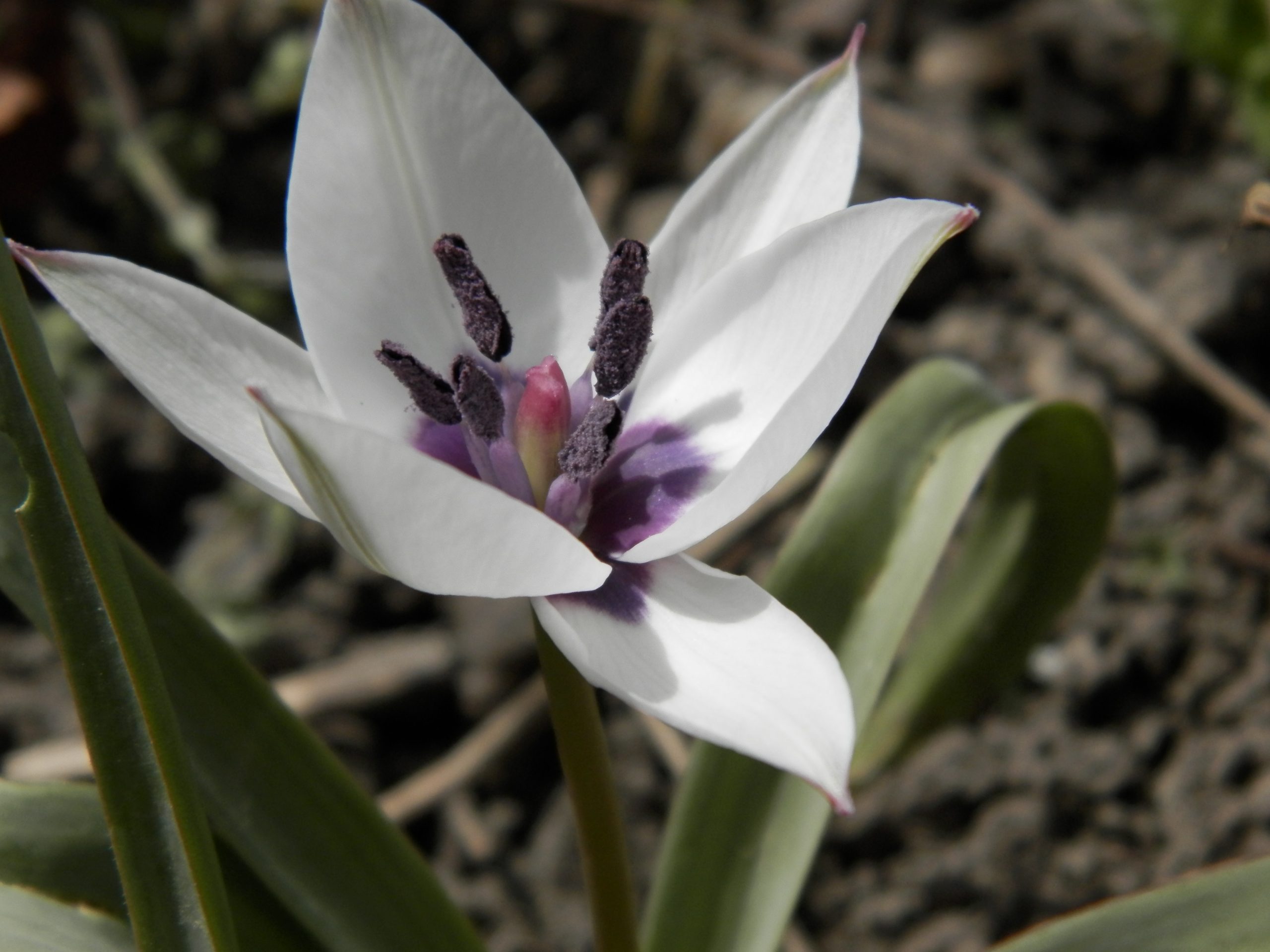 6443_tulipa_humilis_alba_XS_004.jpeg
