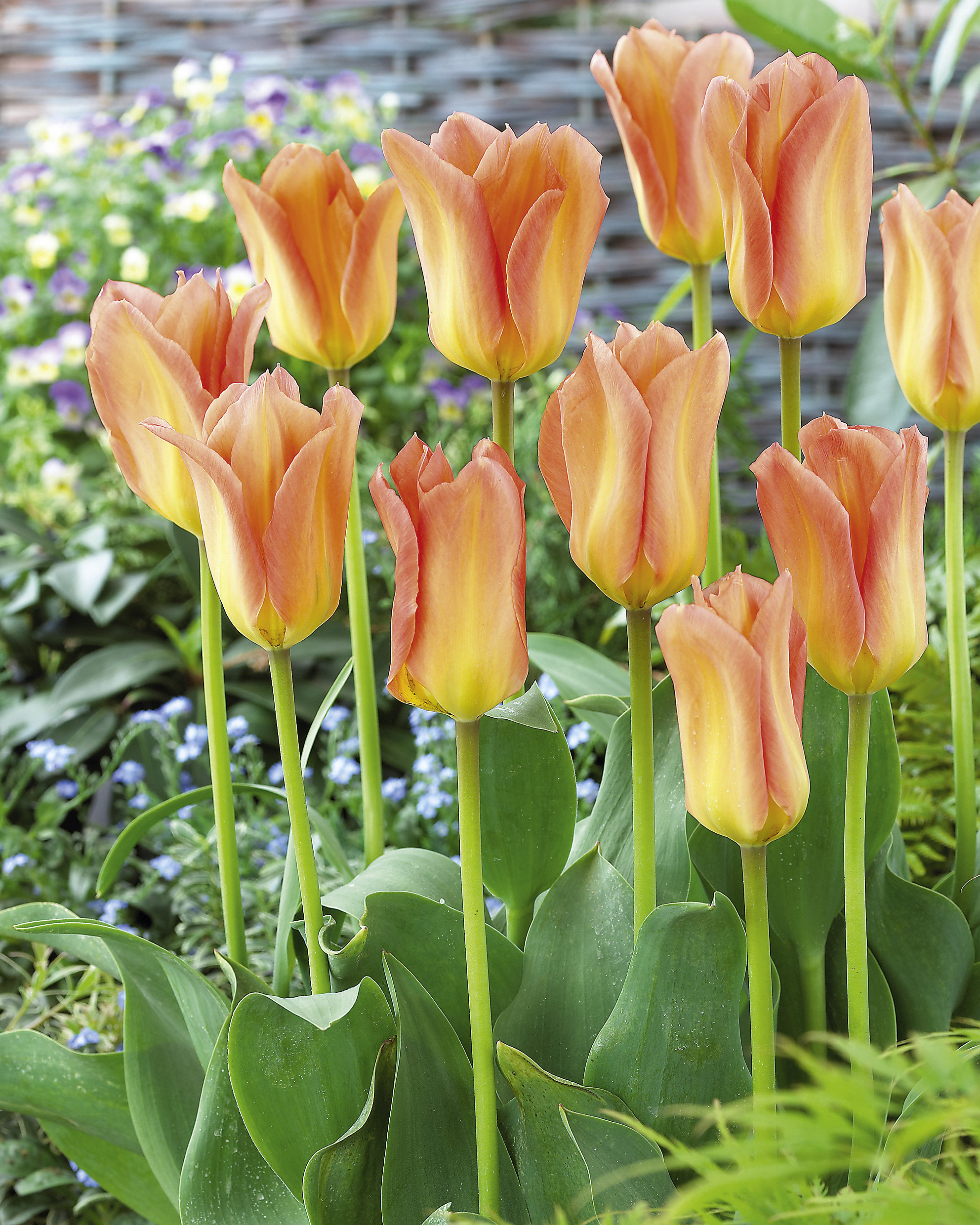 6450_tulipa_fosteriana_apricot_emperor_ZK_001.jpeg