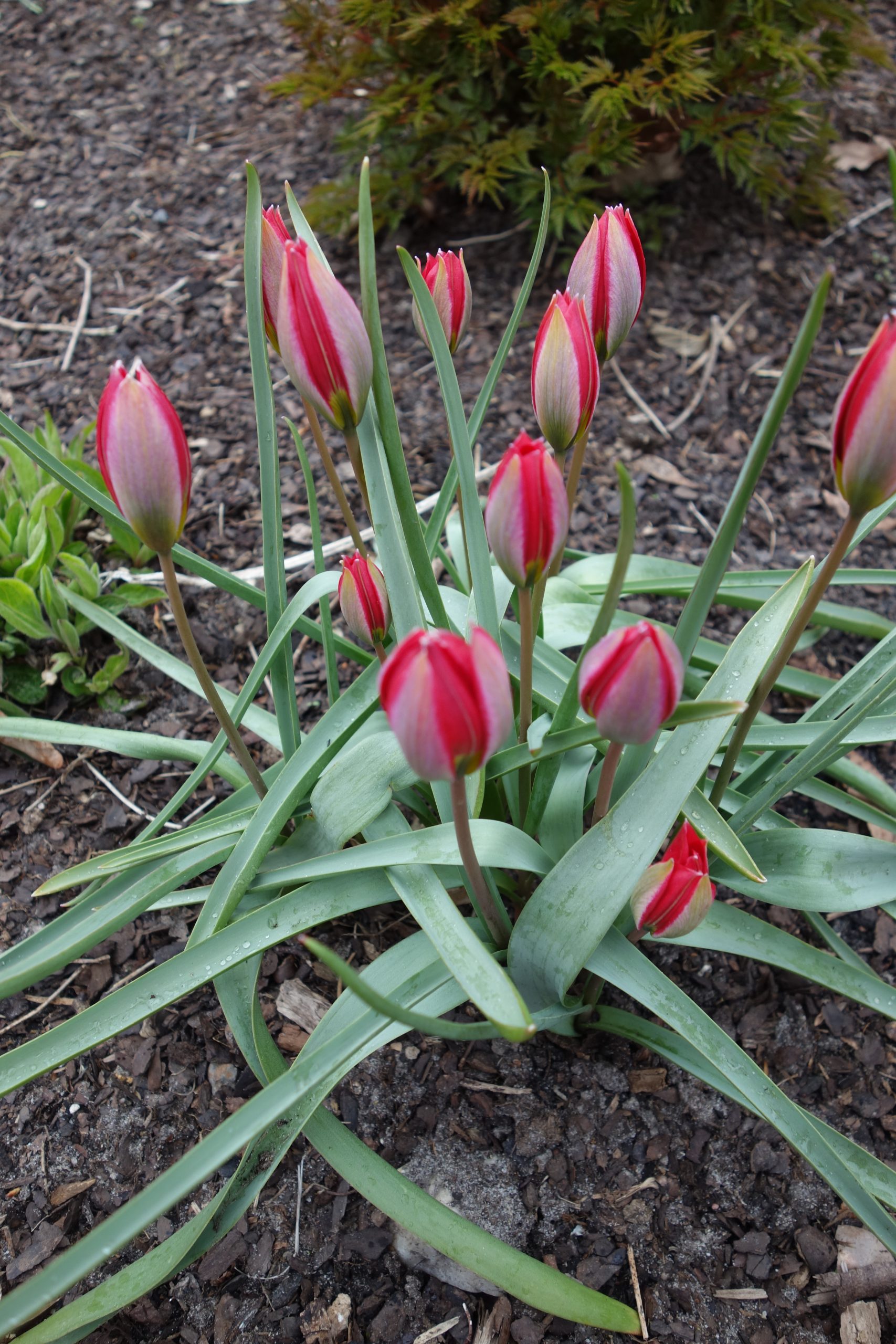 6553_tulipa_humilis_lilliput_SS_002.jpg