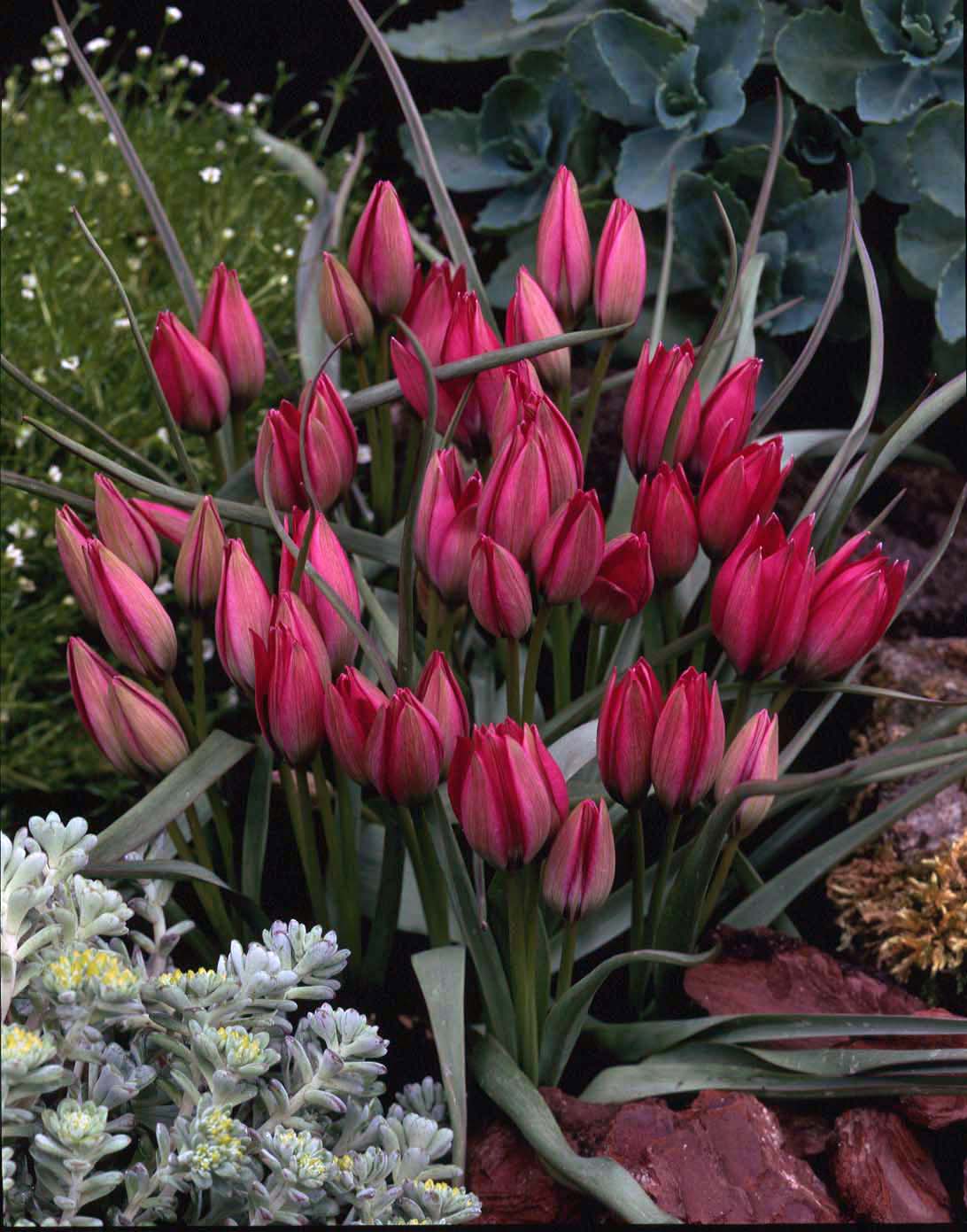 6554_tulipa_cultorum_little_beauty_ZK_001.jpeg