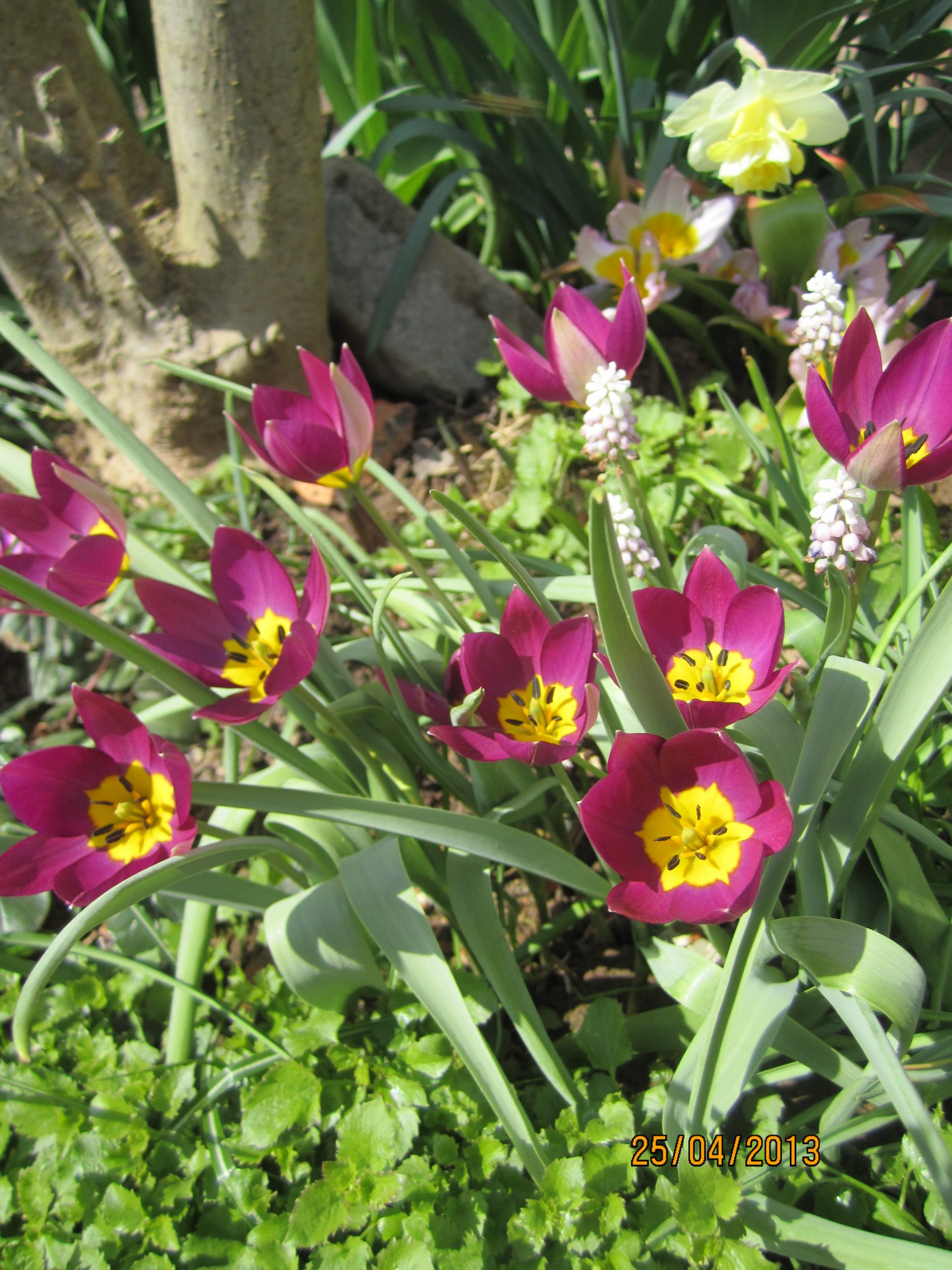 6580_tulipa_humilis_persian_pearl_ZK_001.jpeg