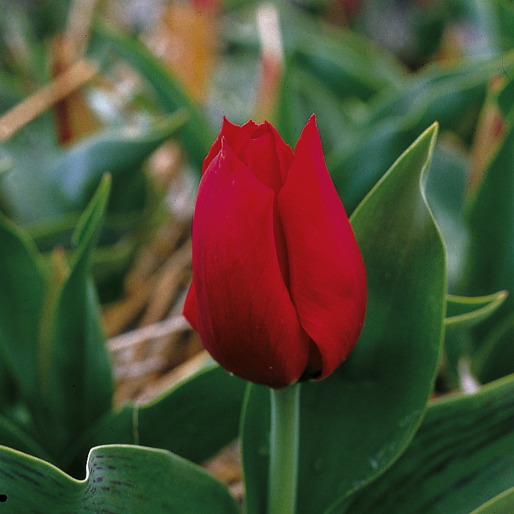 6597_tulipa_greigii_red_reflection_ZK_001.jpeg