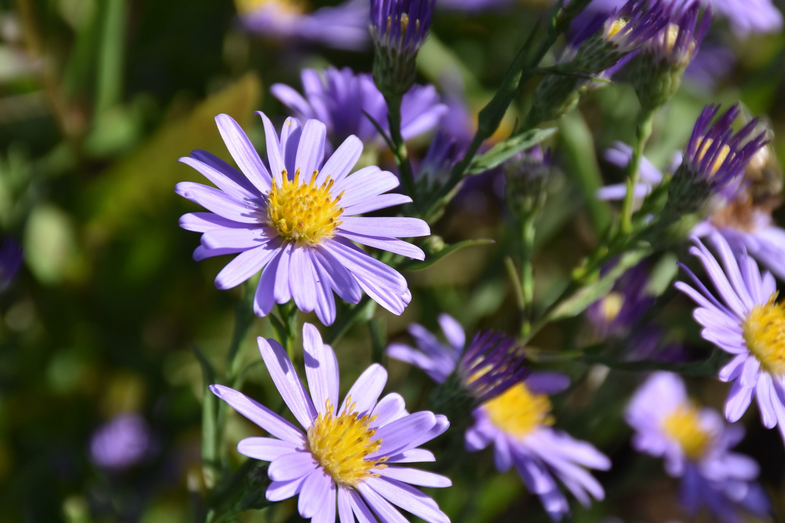 661_aster_laevis_blauschleier_XS_001.jpeg