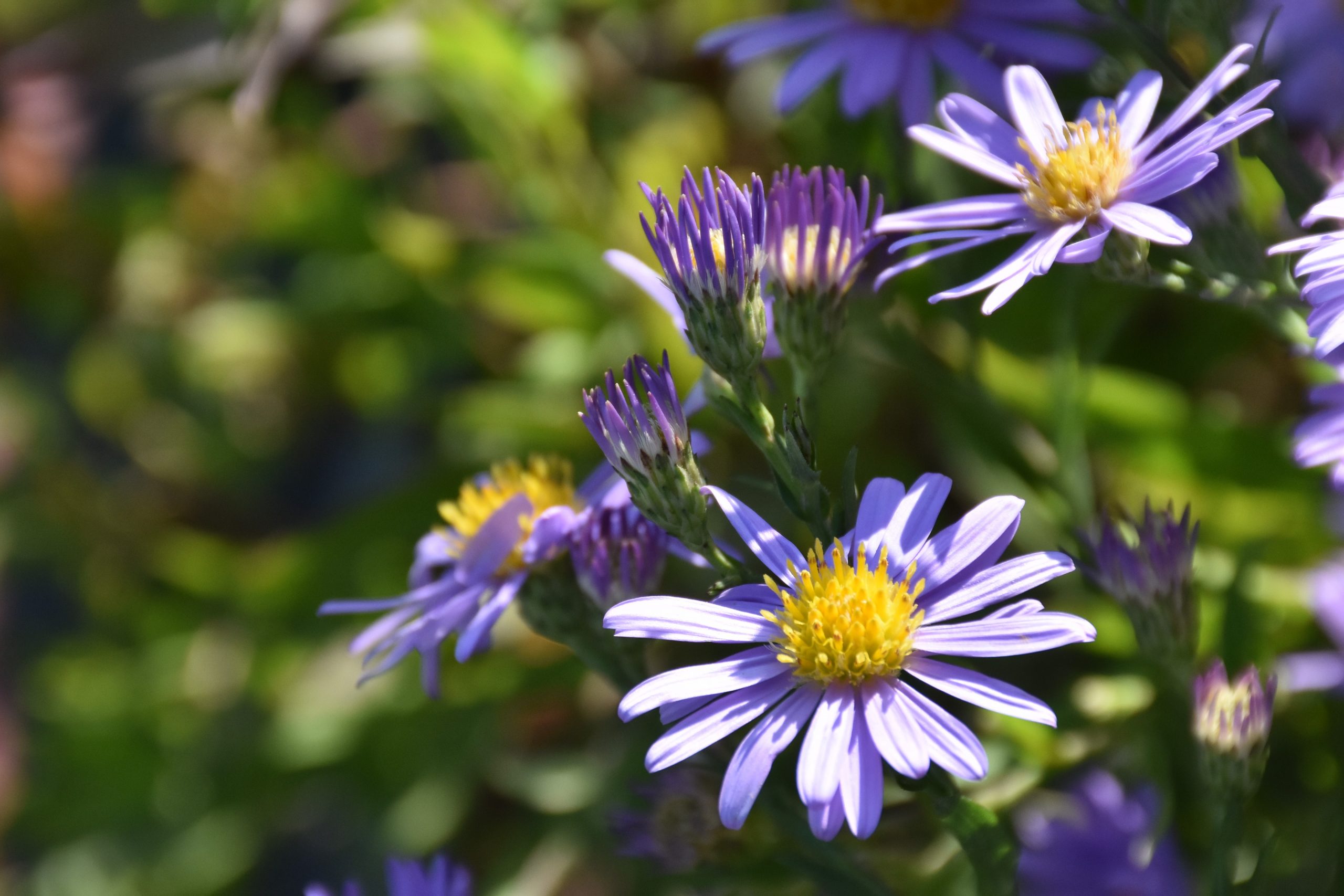 662_aster_laevis_blauschleier_XS_002.jpeg