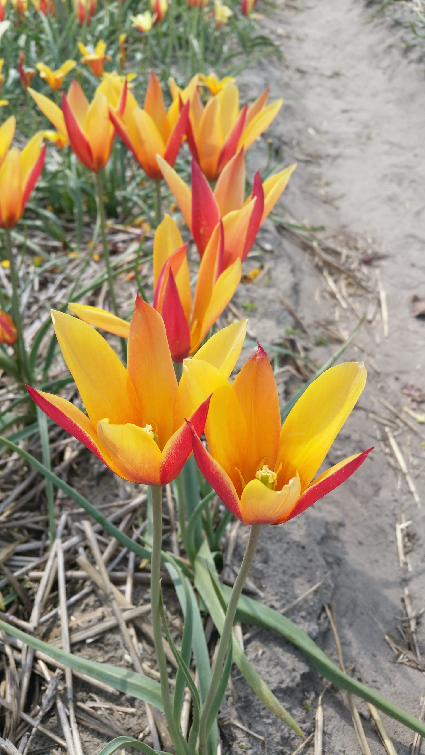 6634_tulipa_clusiana_tubergens_gem_ZK_001.jpeg
