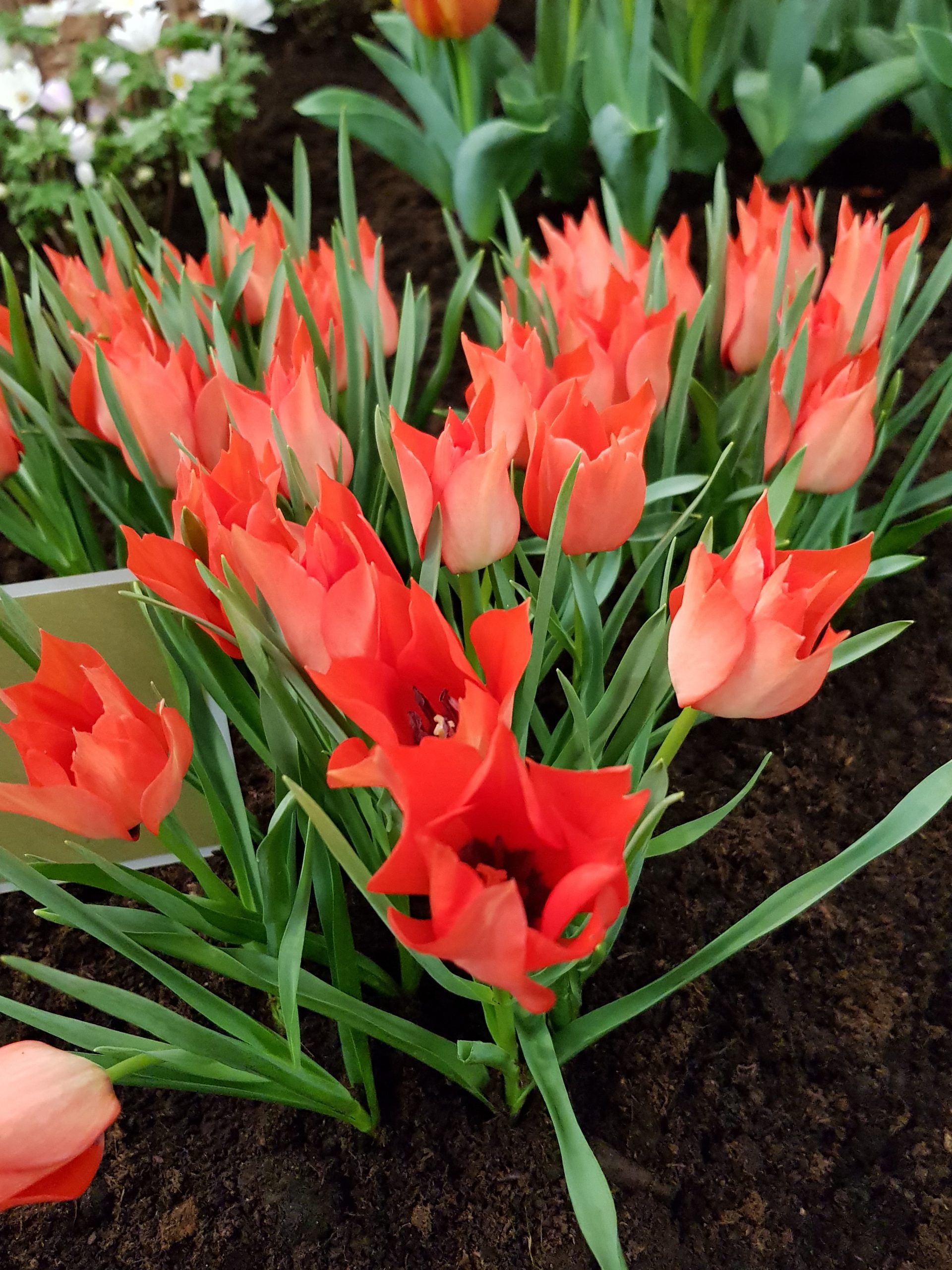 6666_tulipa_linifolia_ZK_001.jpeg