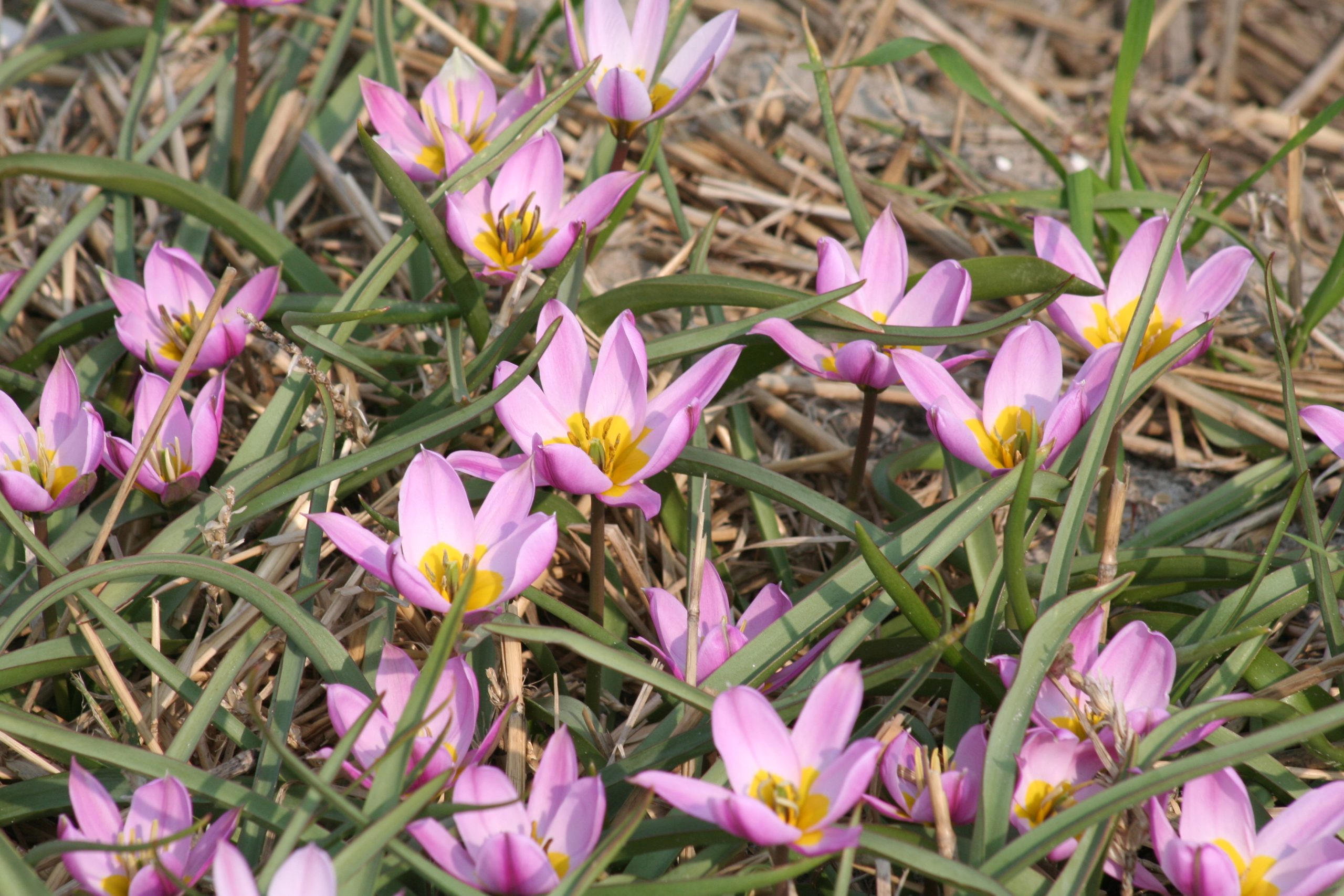 6667_tulipa_humilis_ZK_001.jpeg