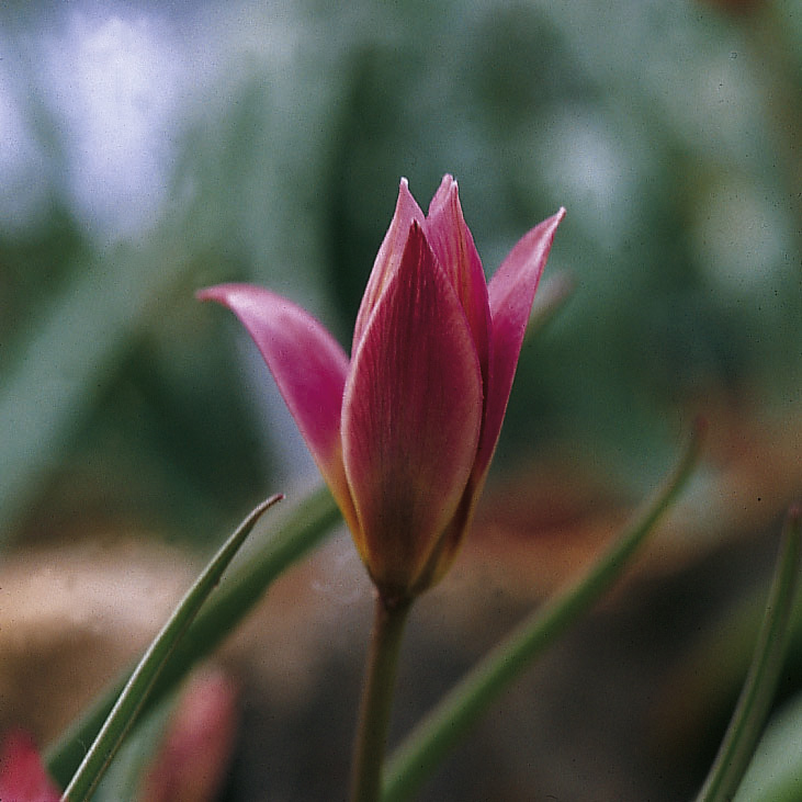 6677_tulipa_aucheriana_ZK_001.jpeg