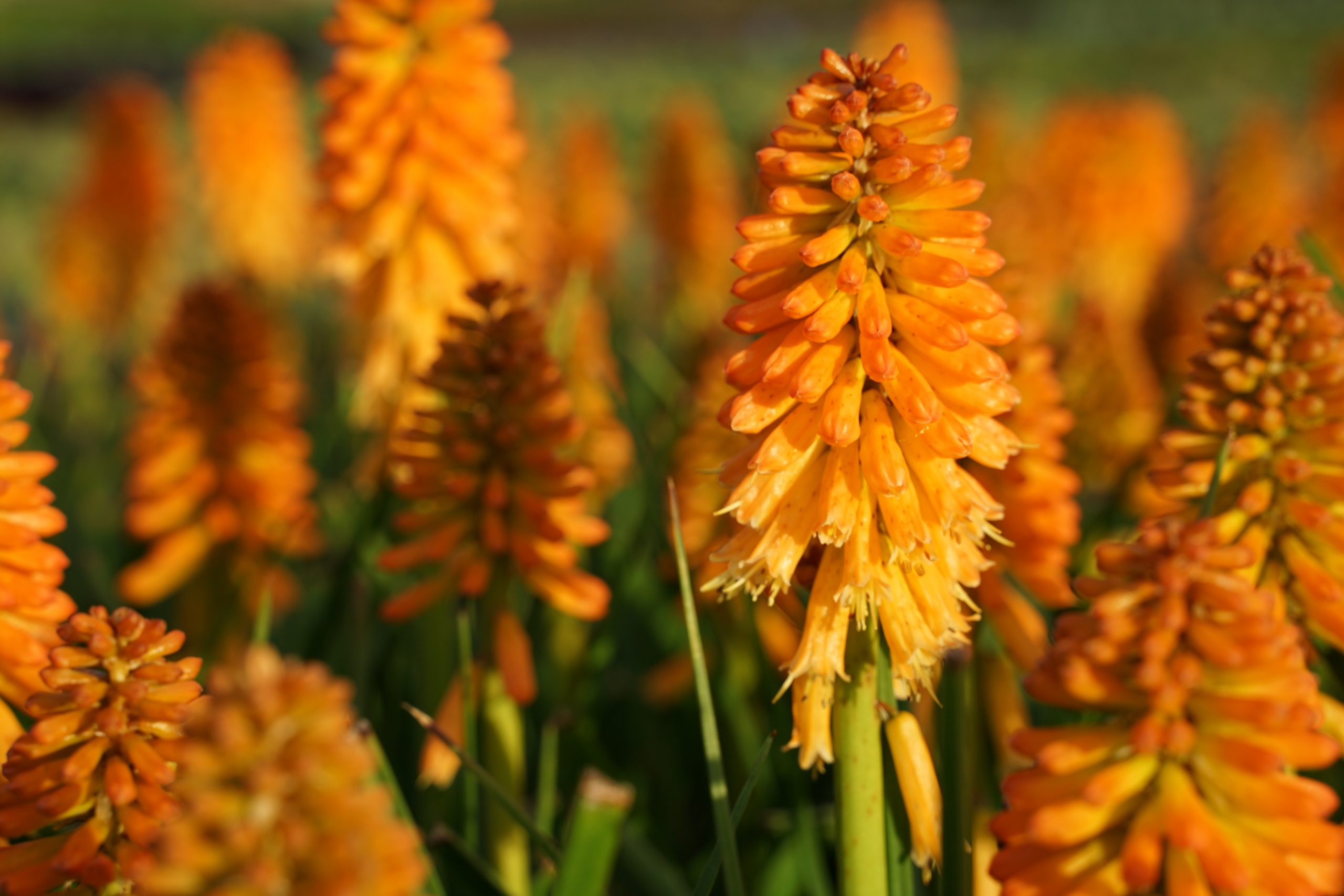 6689_kniphofia_orange_blaze_SS_001.jpeg
